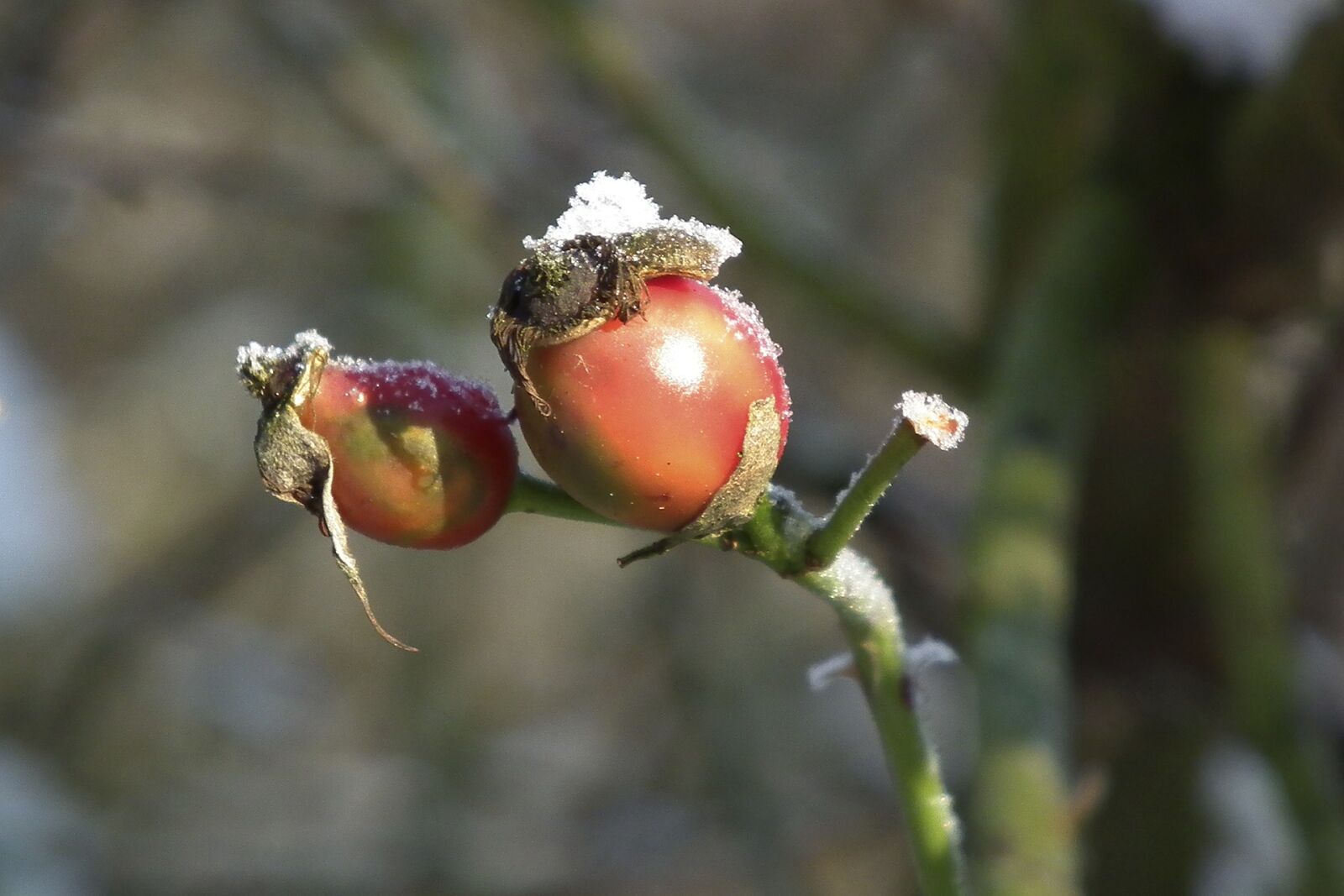 FujiFilm FinePix HS10 (FinePix HS11) sample photo. Winter, wintry, nature photography