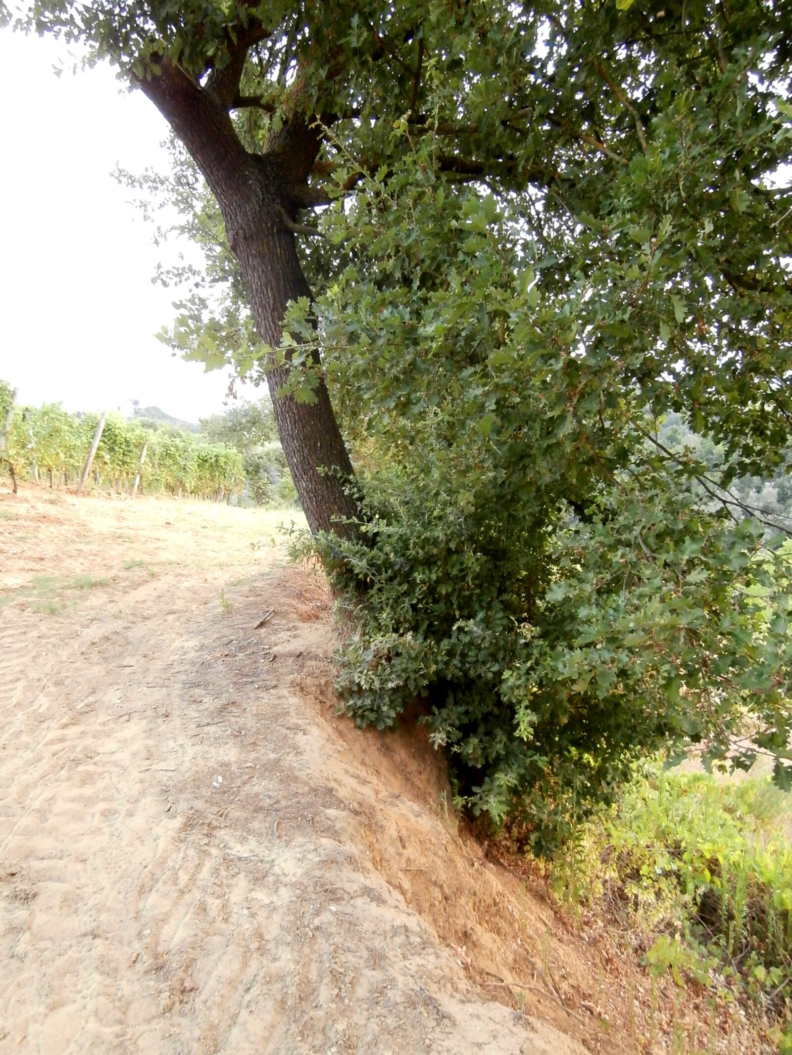 Olympus VR350,D755 sample photo. Countryside, tree, wood photography