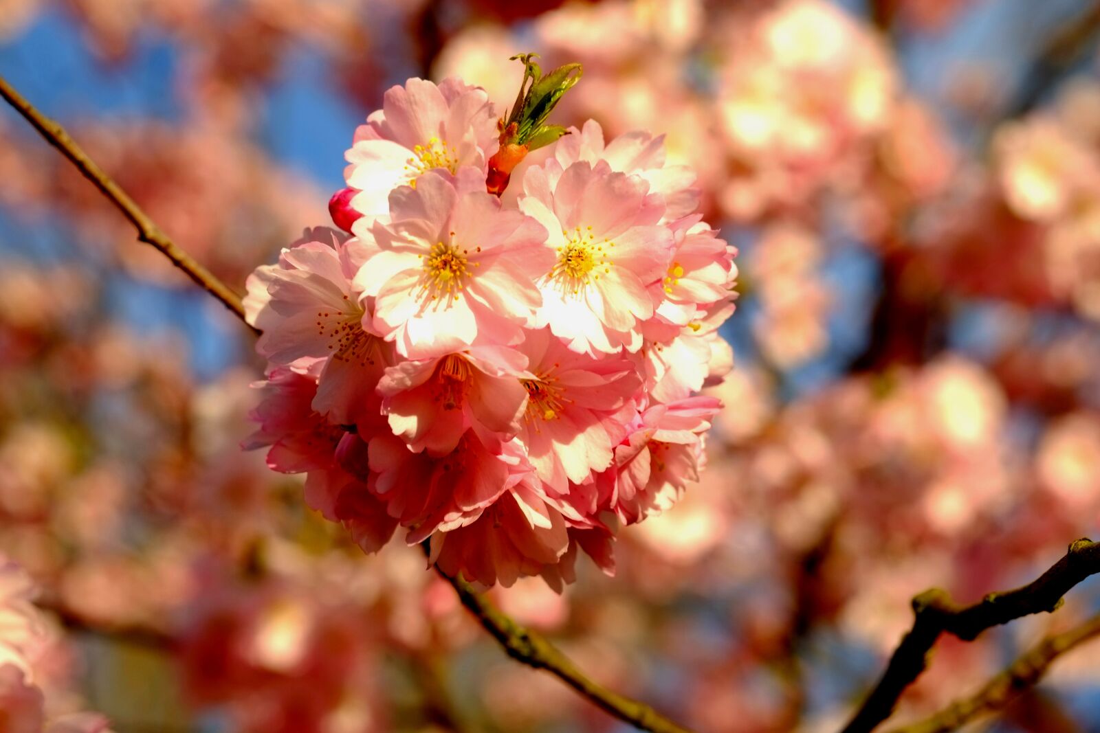 Fujifilm X-E1 sample photo. Cherry blossom, spring, pink photography