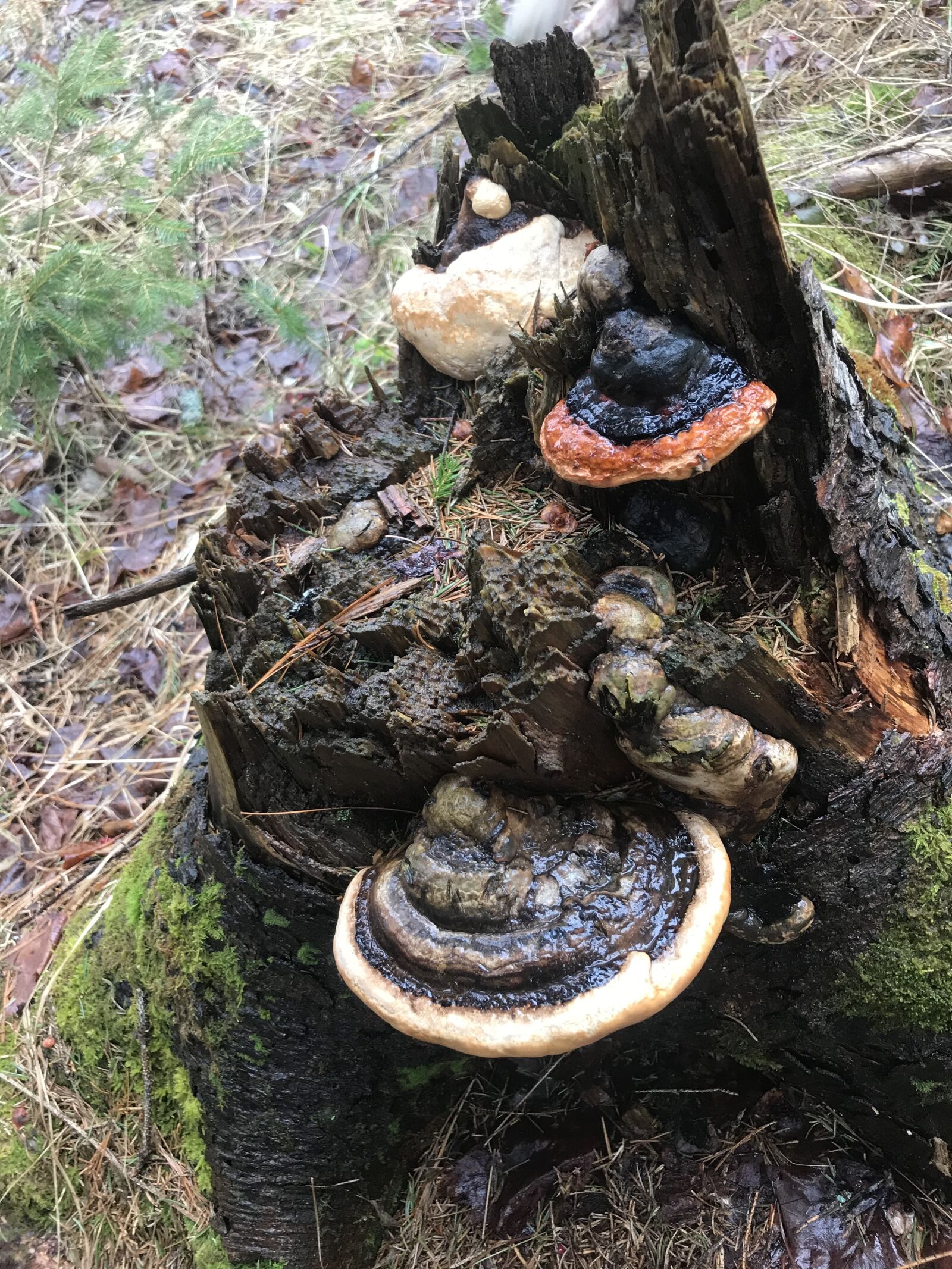 iPhone 7 Plus back dual camera 3.99mm f/1.8 sample photo. Mushroom, fungi, tree photography