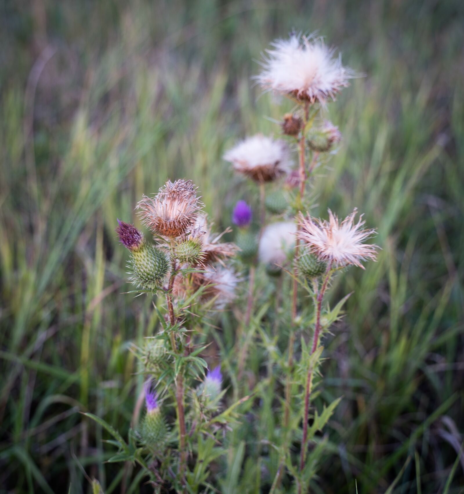 Sony a7 III sample photo. Thistle, grasses, flowers photography
