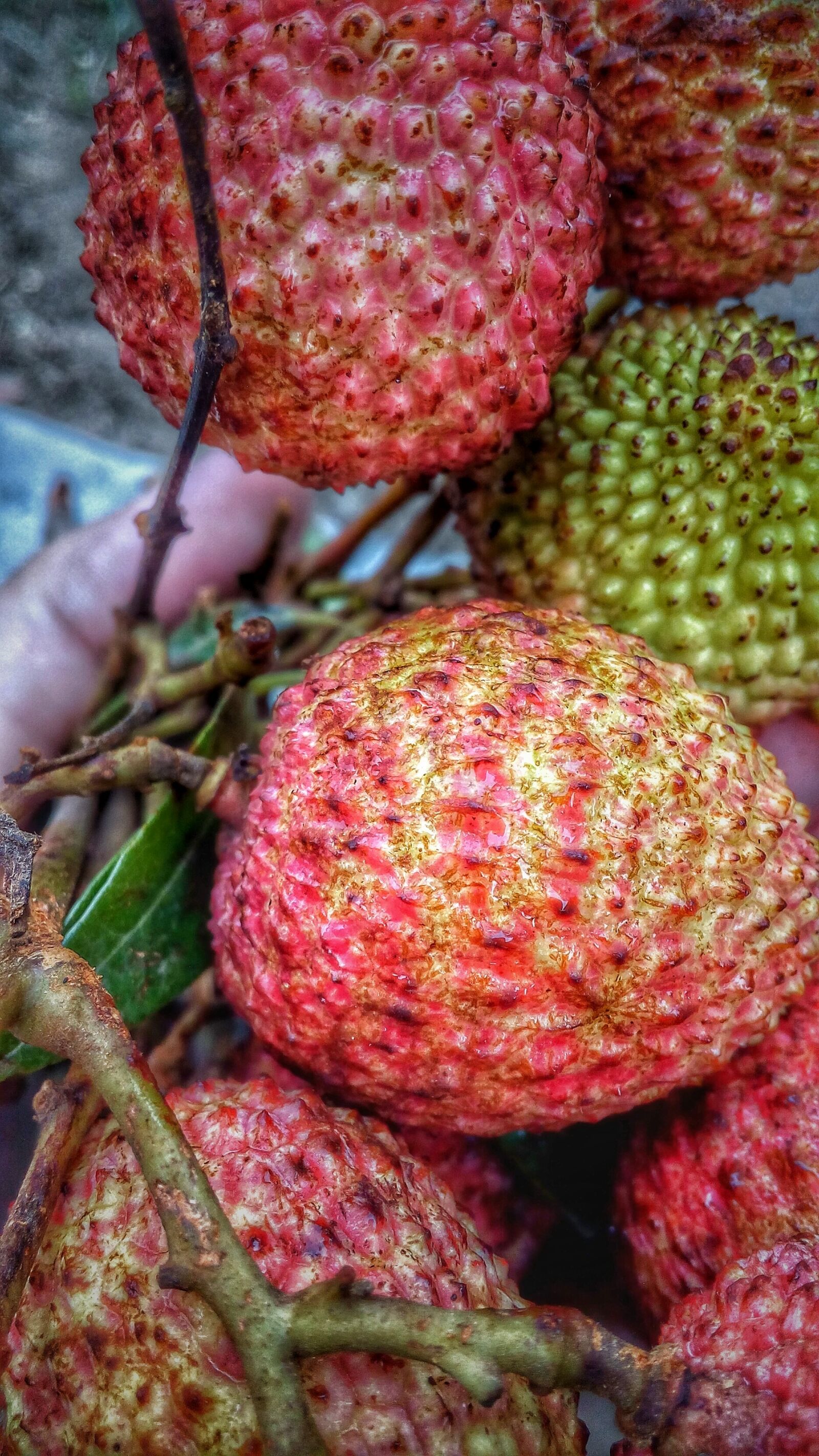 Micromax Canvas Spark sample photo. Litchi, fruits, nature photography
