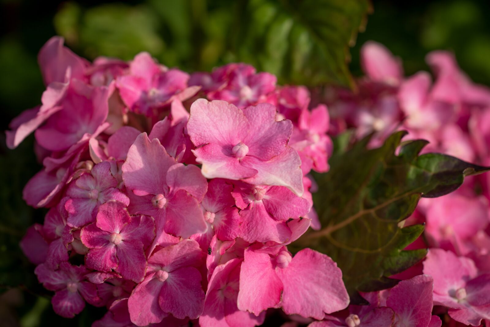 Nikon D750 sample photo. Blossom, bloom, flower photography