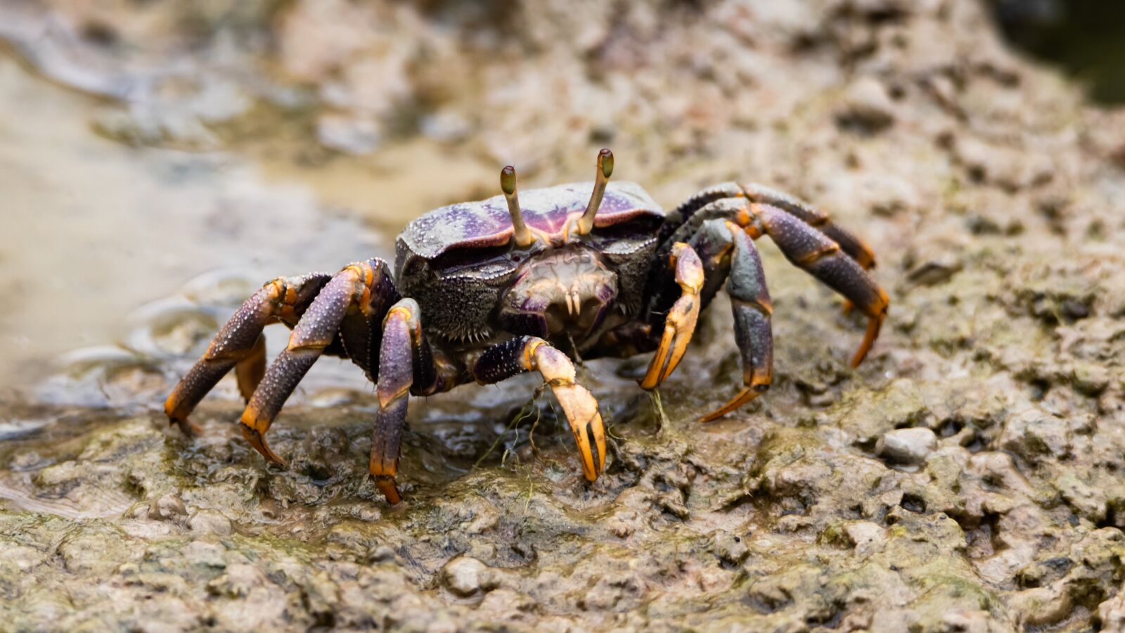 Canon EOS 80D sample photo. Cancer, crab, sea photography