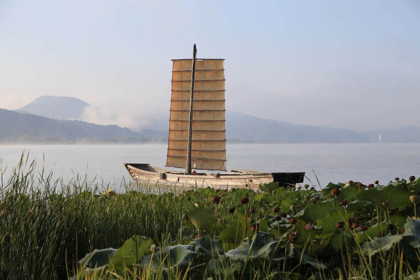 Canon EOS 6D + Canon EF 24-105mm F4L IS USM sample photo. Lotus leaf, research field photography