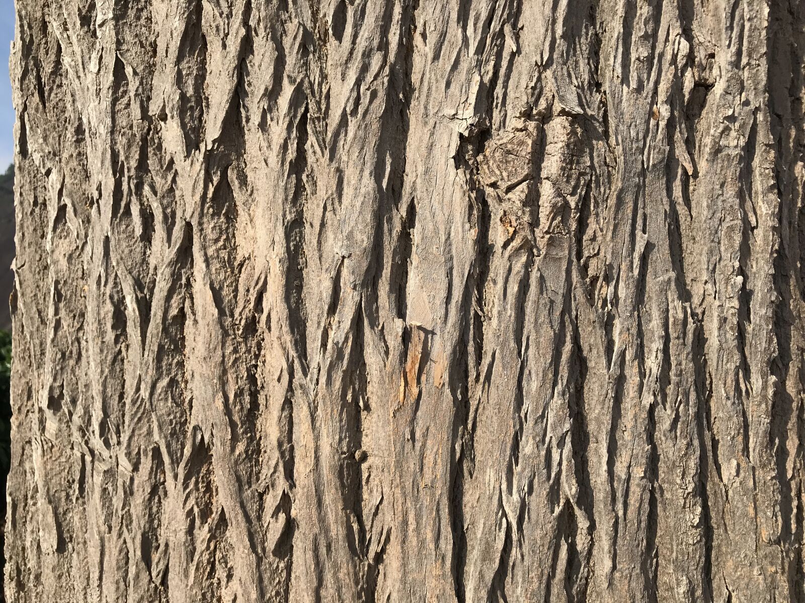 iPhone 7 back camera 3.99mm f/1.8 sample photo. Jequitibá, wood, tree photography
