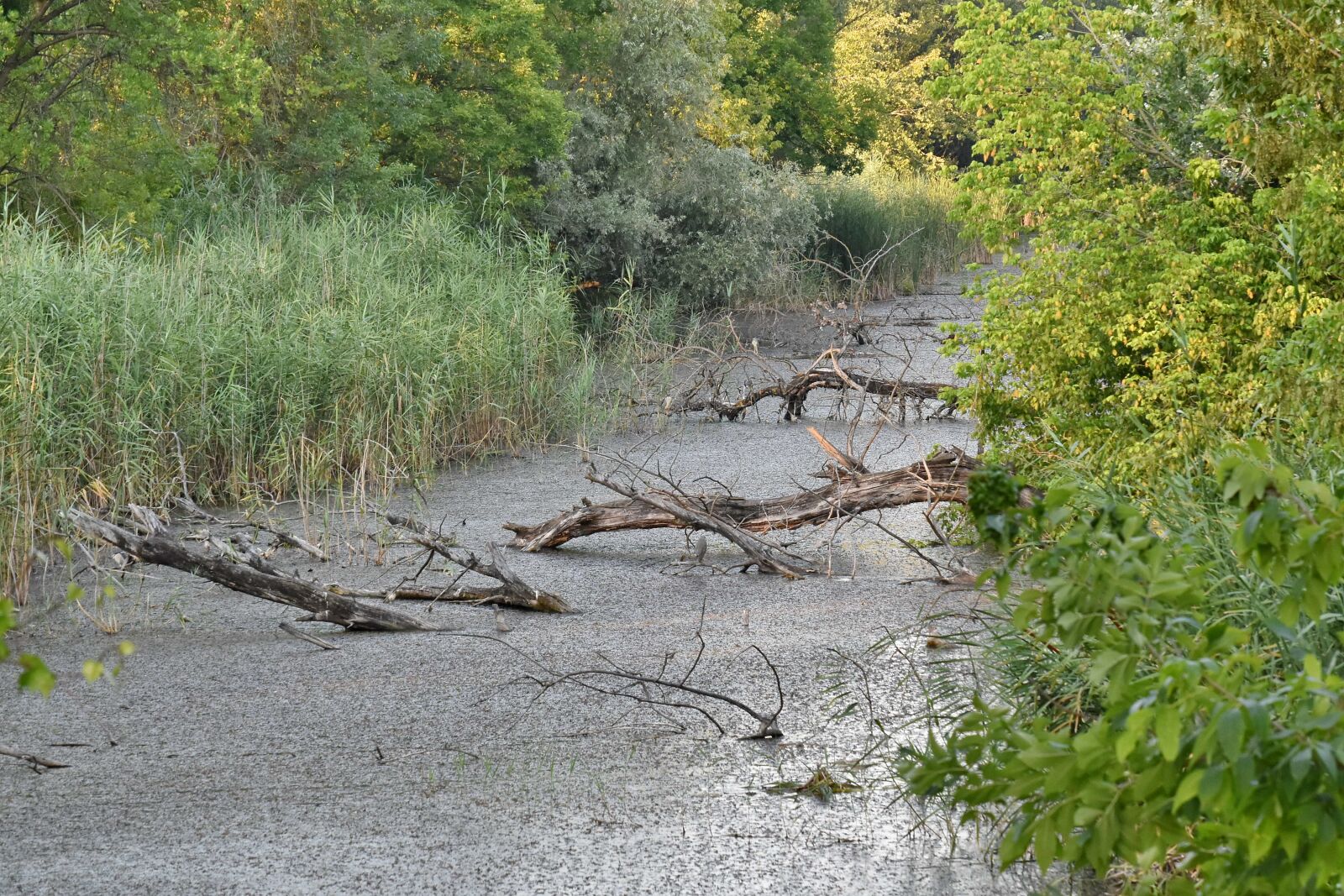 Nikon D5500 sample photo. Beautiful, swamp, water, landscape photography