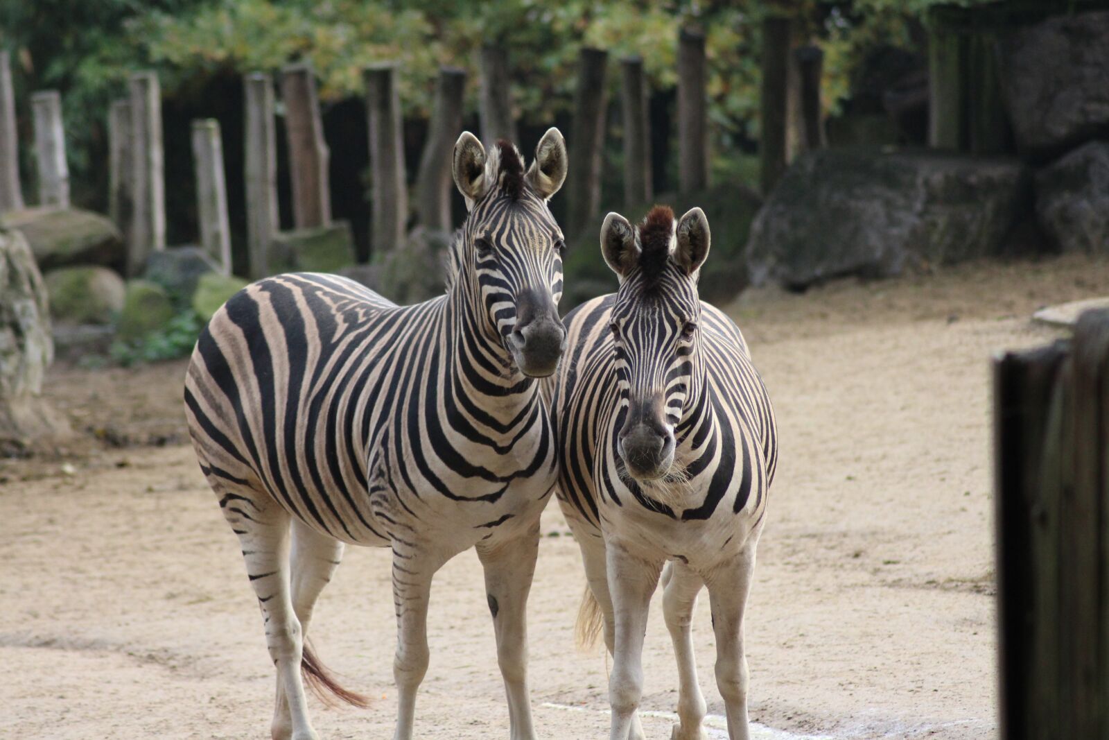 Canon EOS 700D (EOS Rebel T5i / EOS Kiss X7i) sample photo. Zoo, wild animal, animal photography