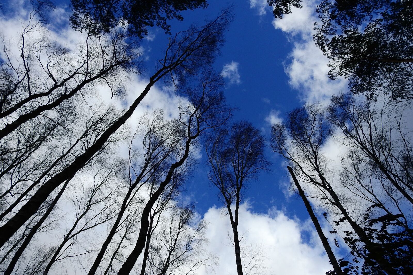 Nikon Coolpix P900 sample photo. Tree, sky, clouds photography