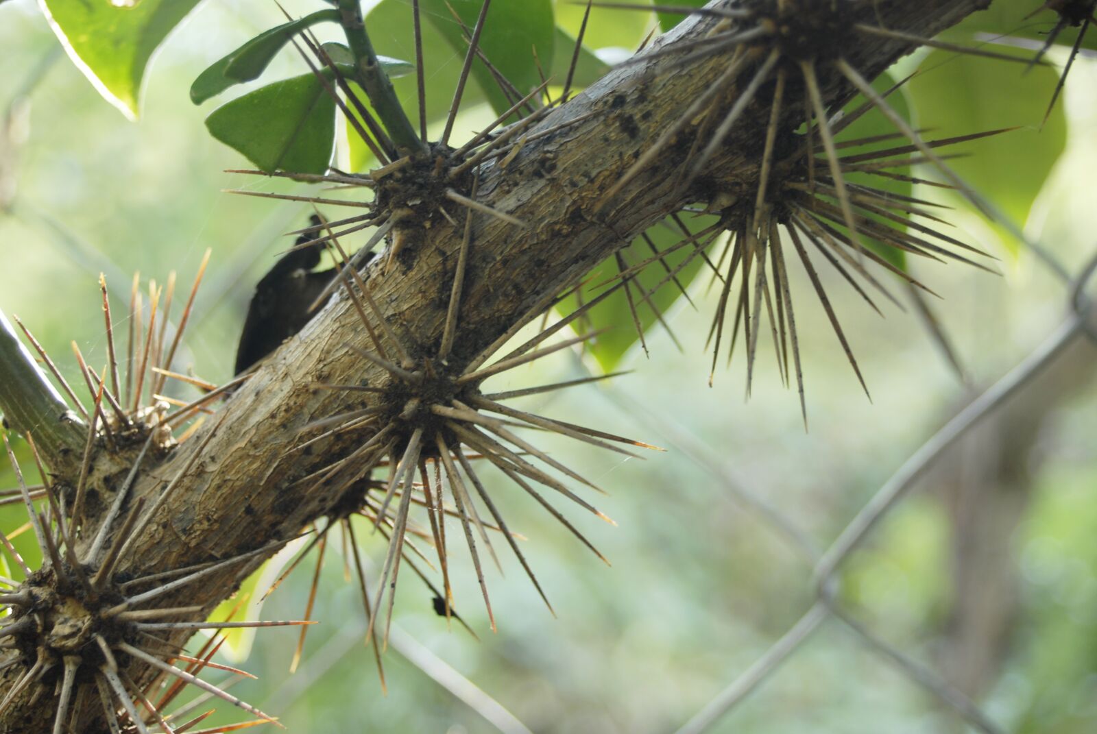 Nikon D200 sample photo. Cat's claw, thorns, plant photography