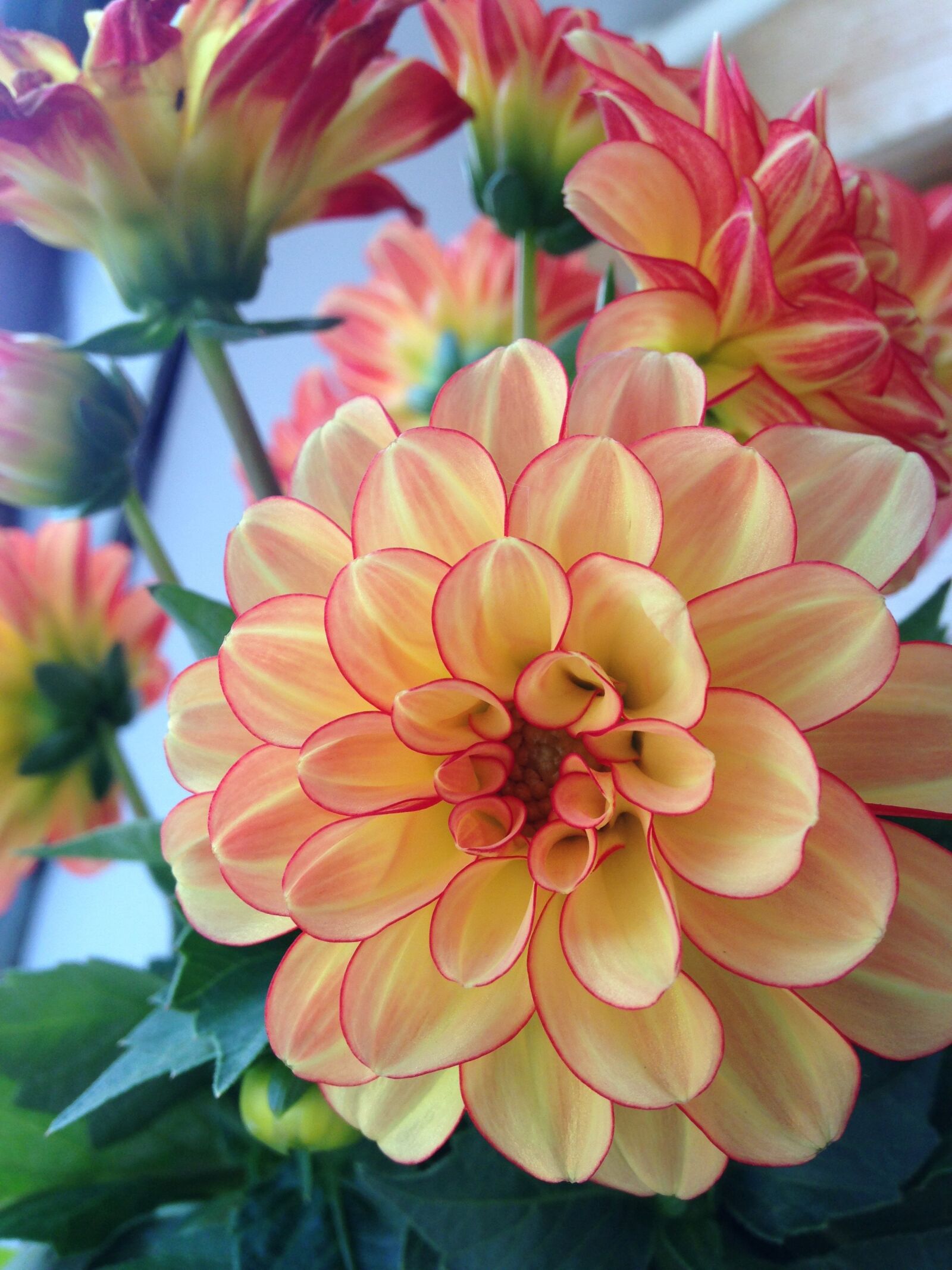 iPhone 5c back camera 4.12mm f/2.4 sample photo. Dahlia, flower, blossom photography