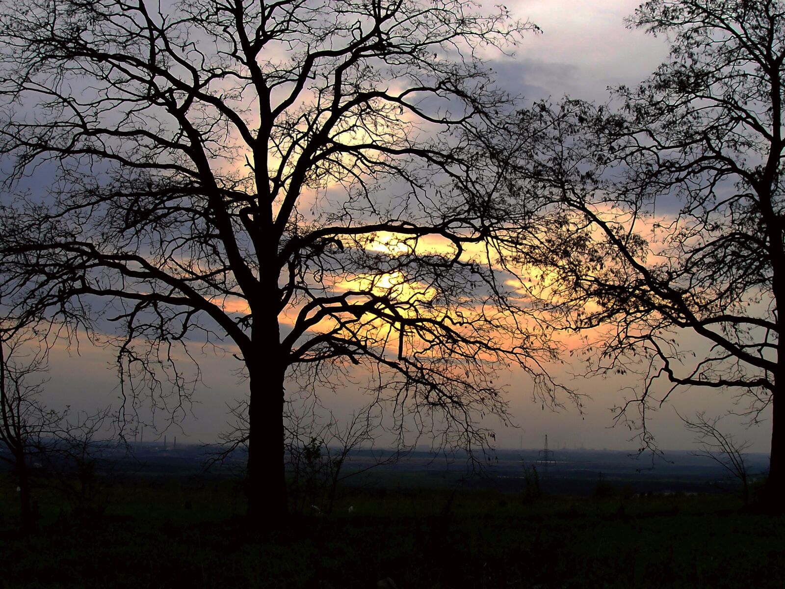Olympus C5060WZ sample photo. Tree, landscape, branch photography
