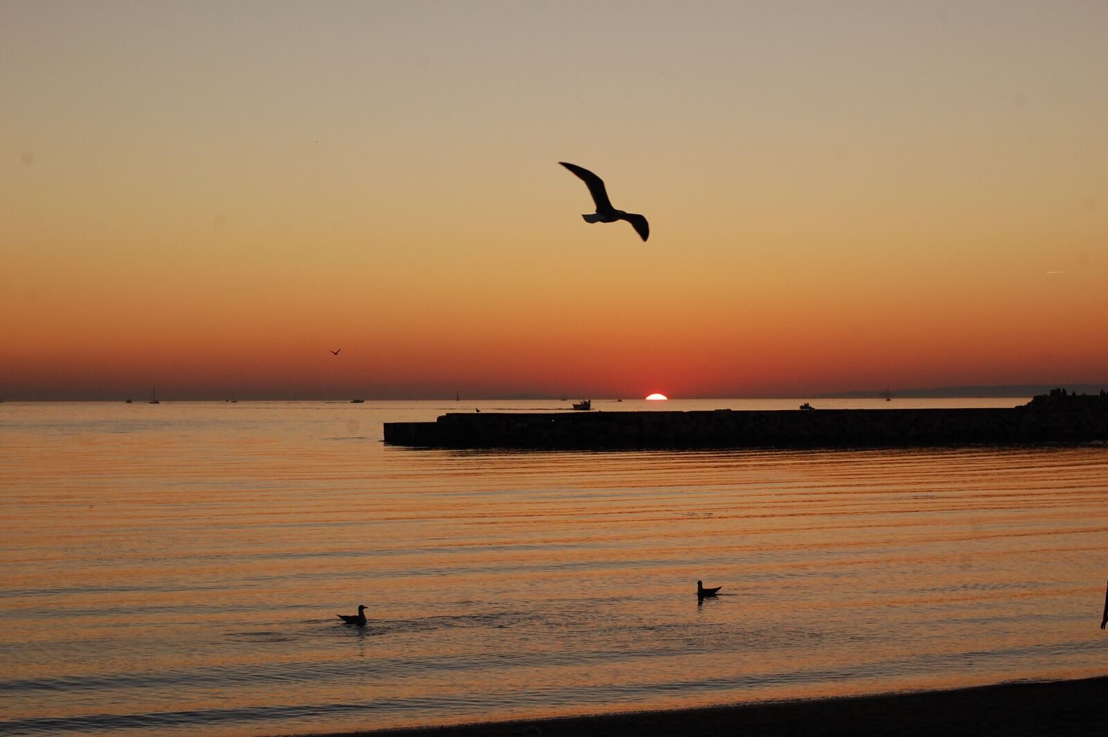 Nikon D40 sample photo. Sunset, seagull, bird photography