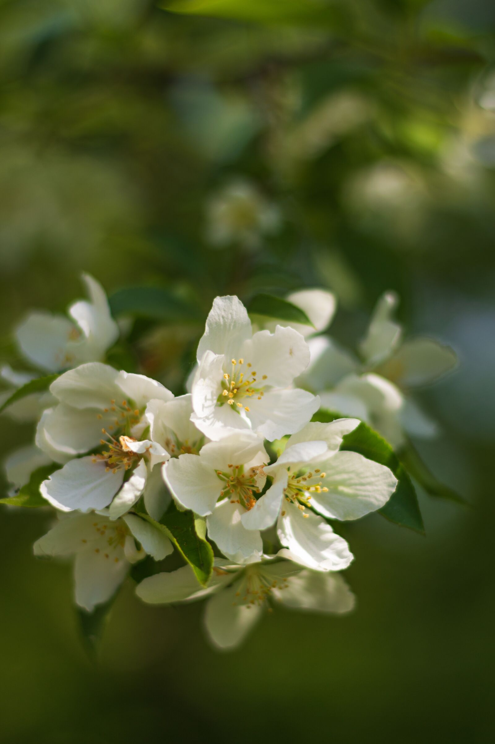 Nikon D3200 sample photo. Spring, flowers, nature photography