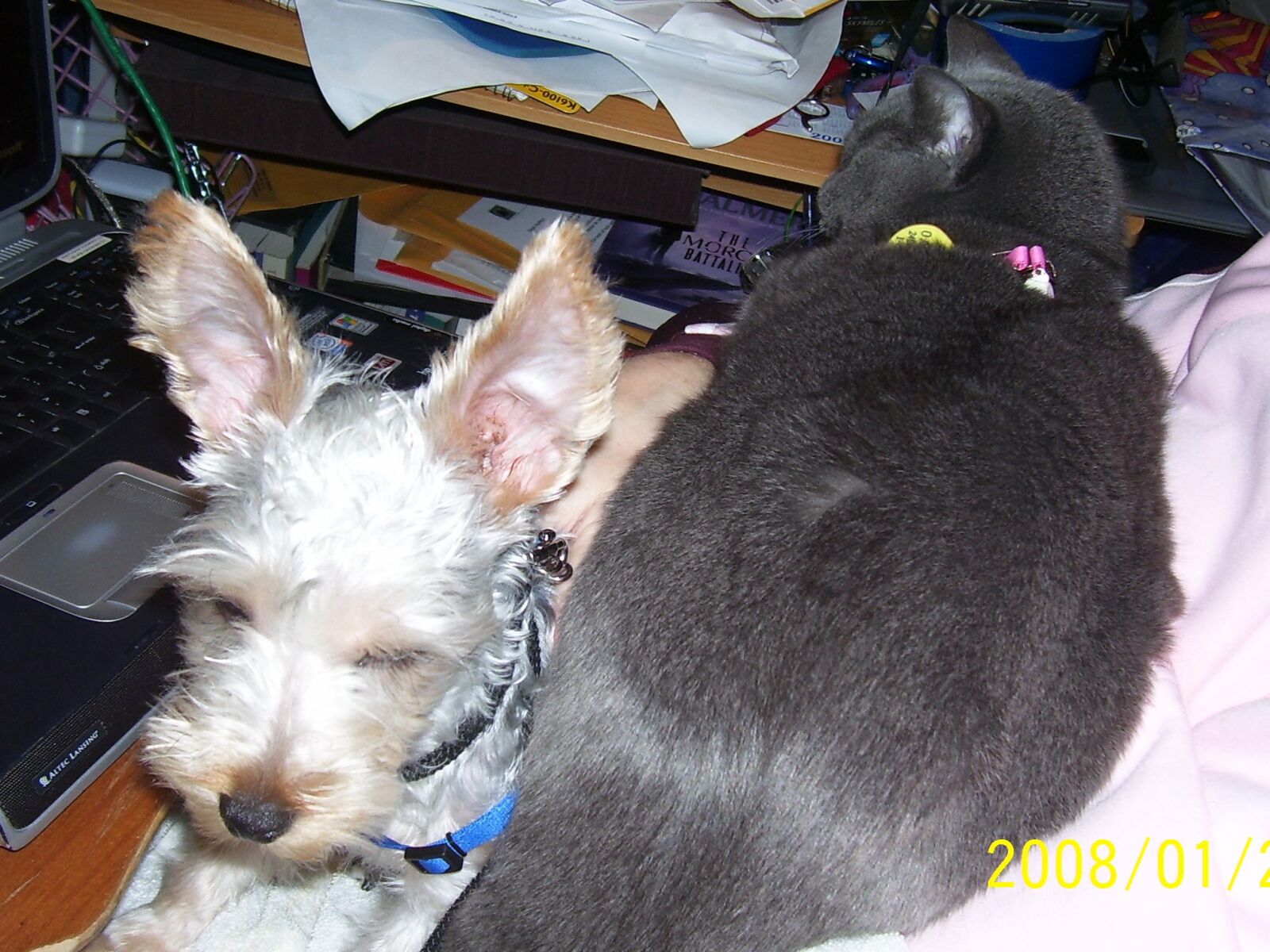 Kodak C340 ZOOM DIGITAL CAMERA sample photo. Blue, russian, cat, dog photography