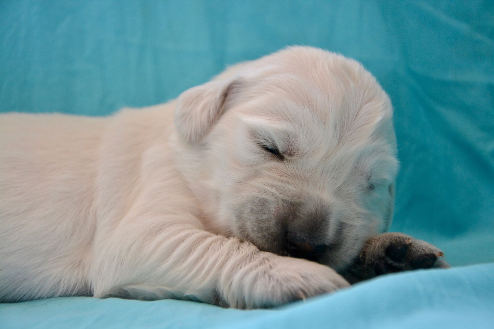 Nikon D5200 sample photo. Dog, golden retriever puppy photography