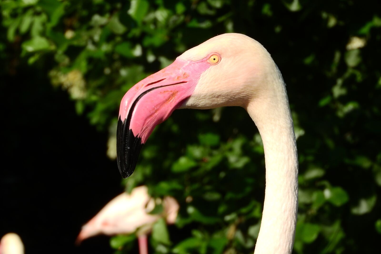 Nikon Coolpix P610 sample photo. Flamingo pink, phoenicopterus roseus photography