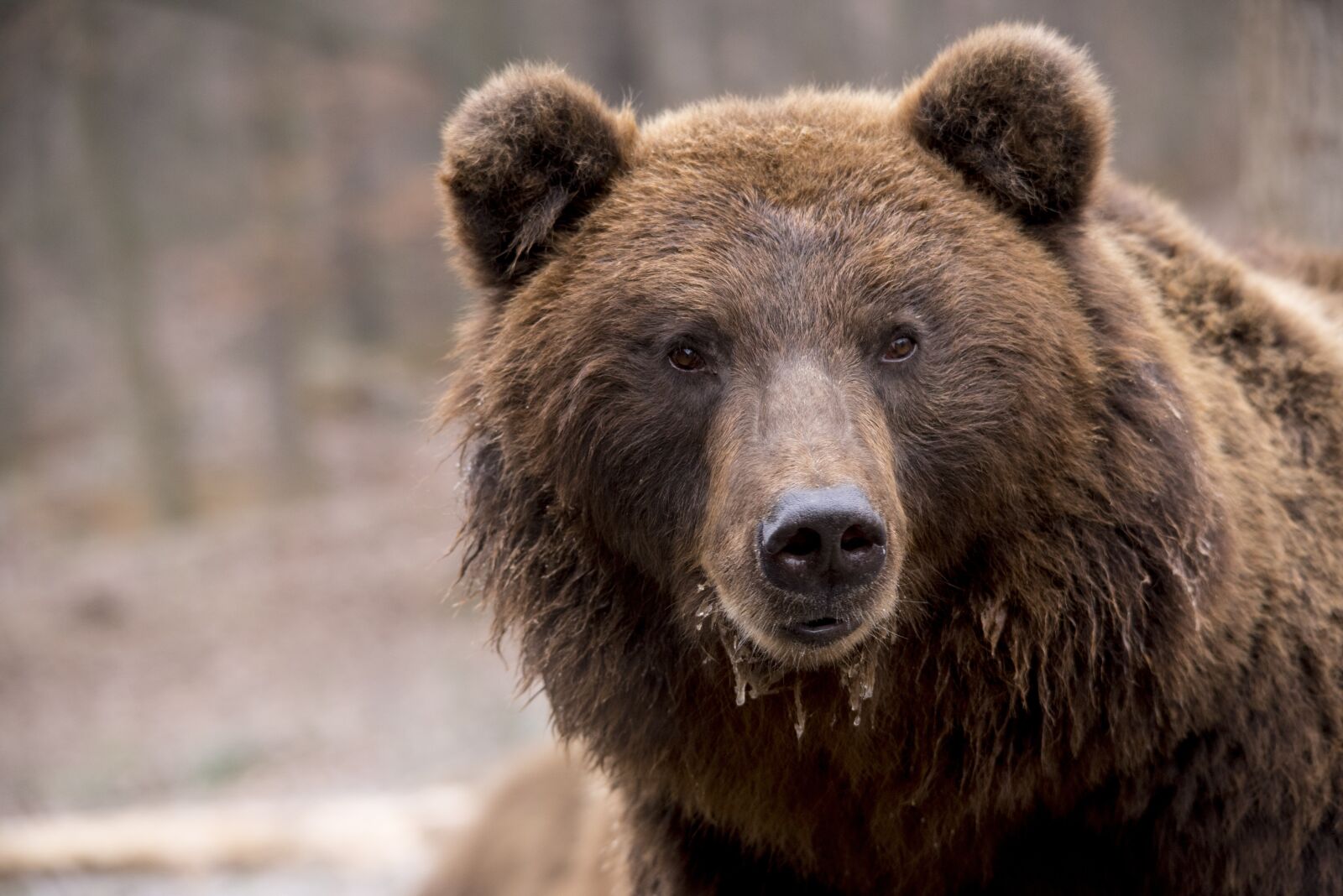 Nikon D750 sample photo. Bear, brown bear, wildlife photography