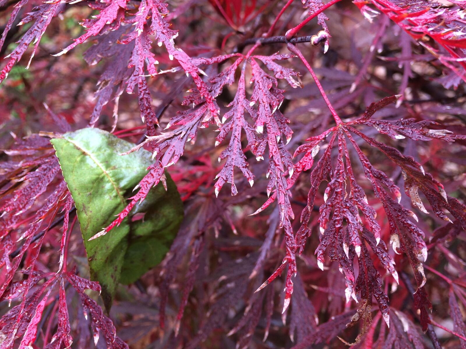 iPhone 5s back camera 4.15mm f/2.2 sample photo. Fuchsia, foilage, green photography