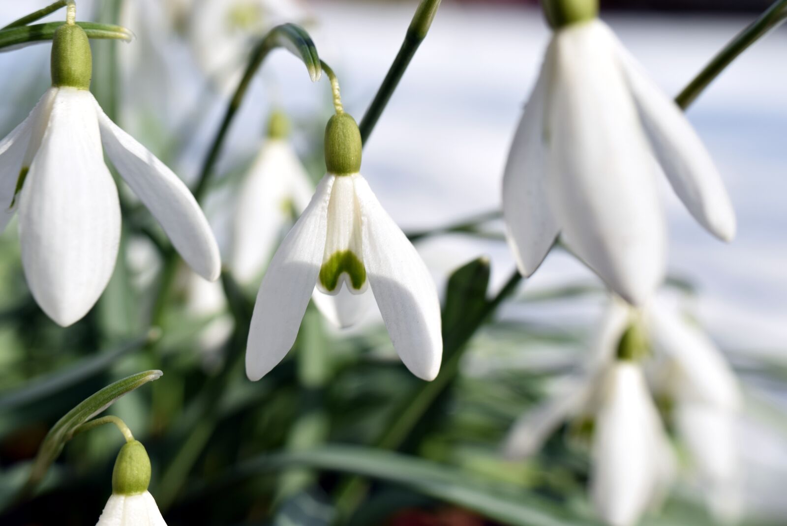 Nikon D5300 sample photo. Snowdrop, nature, flower photography