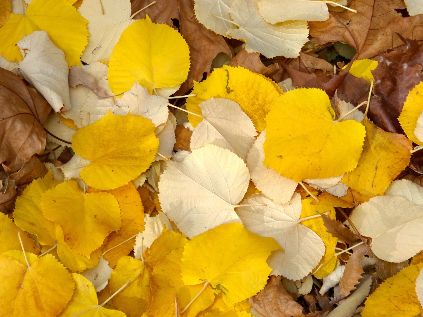 Panasonic DMC-FZ62 sample photo. Leaves, autumn, ocher photography