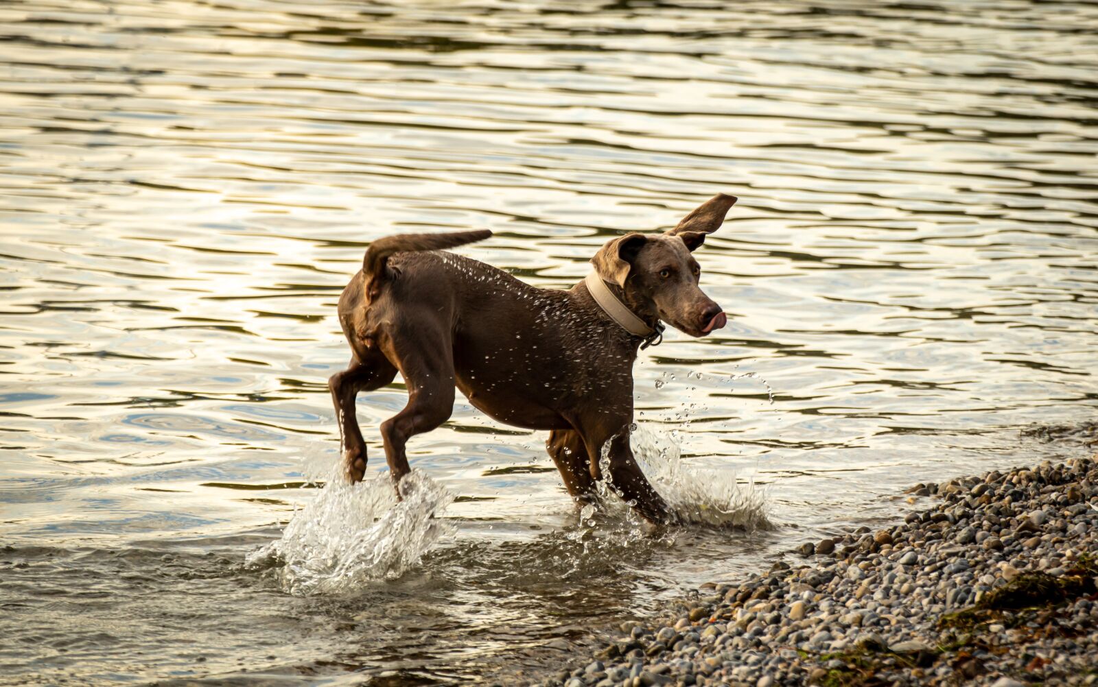 Canon EOS 200D (EOS Rebel SL2 / EOS Kiss X9) sample photo. Dog, water, play photography