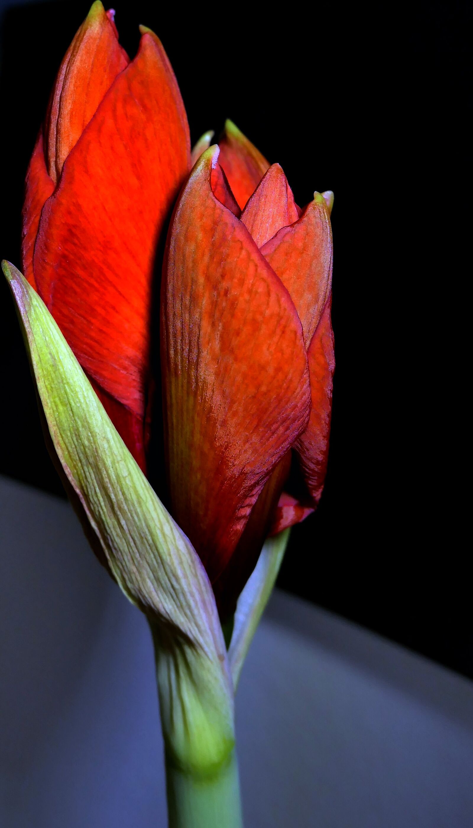 Panasonic Lumix DMC-LX10 (Lumix DMC-LX15) sample photo. Amaryllis, amaryllidaceae, plant photography