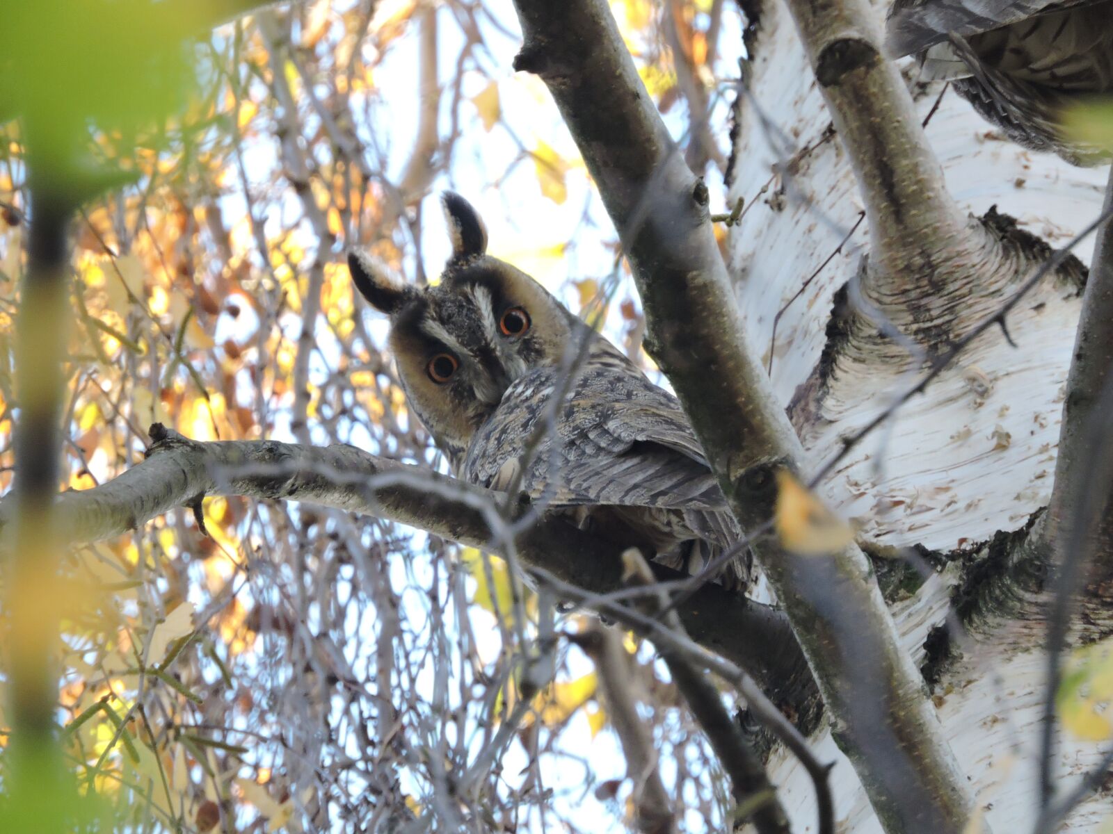 Nikon Coolpix P600 sample photo. Owl, long-eared owl, czech photography