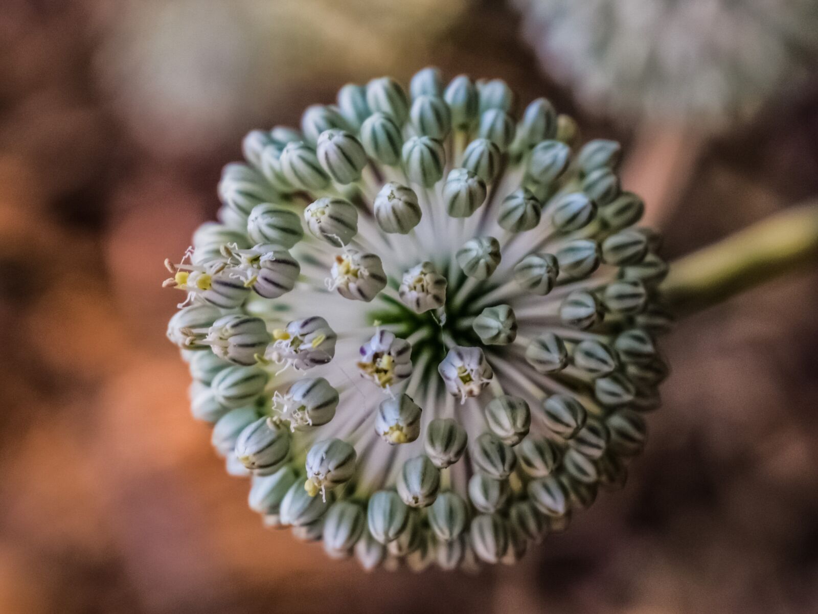 Nikon D3300 sample photo. Flower, inflorescence, plant photography
