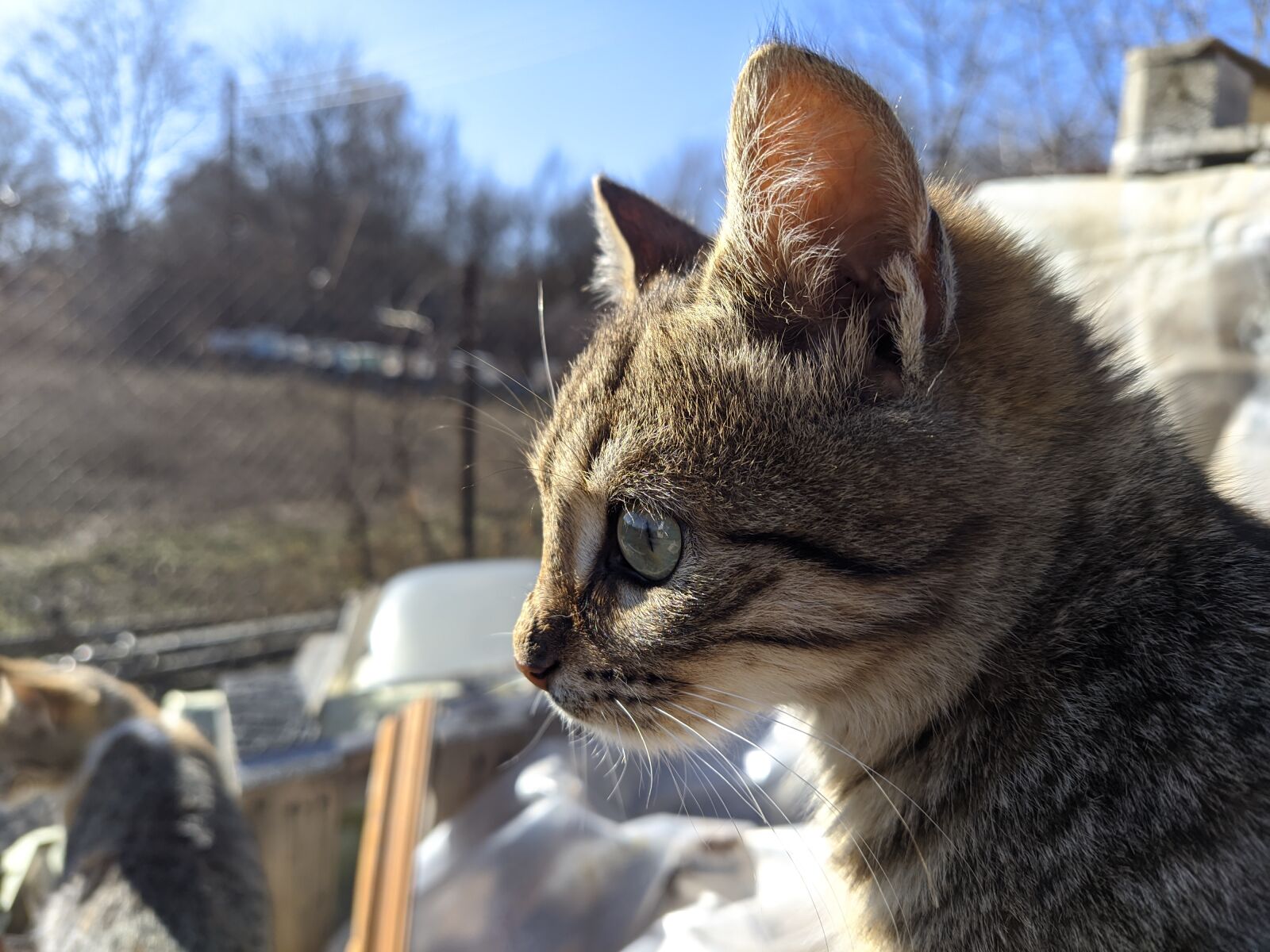 Xiaomi Mi A3 sample photo. Cat, gaze, nature photography