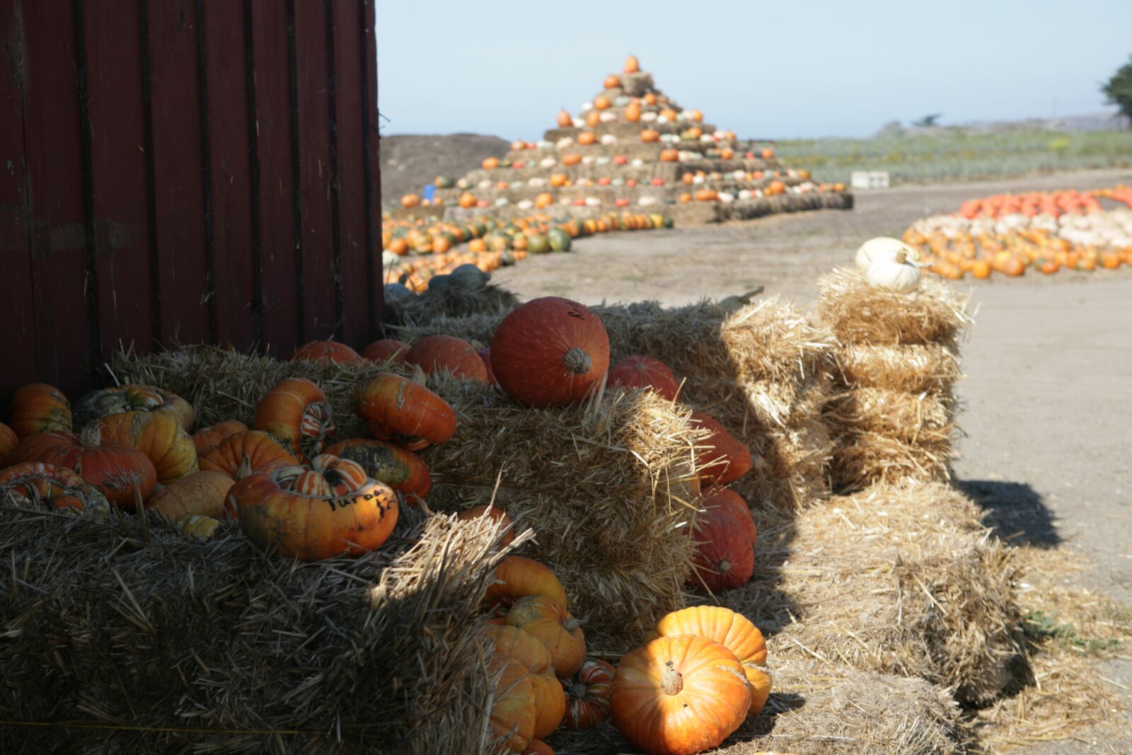 Canon EOS 5D sample photo. Pumpkin, harvest, halloween photography