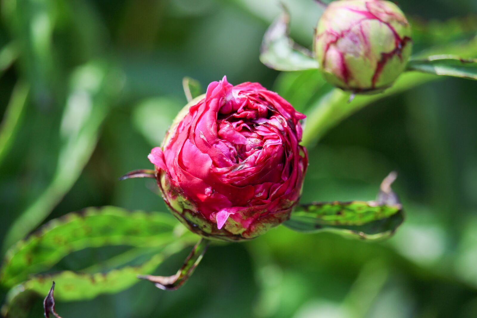 Canon EOS 700D (EOS Rebel T5i / EOS Kiss X7i) sample photo. Spring, flower, bloom photography
