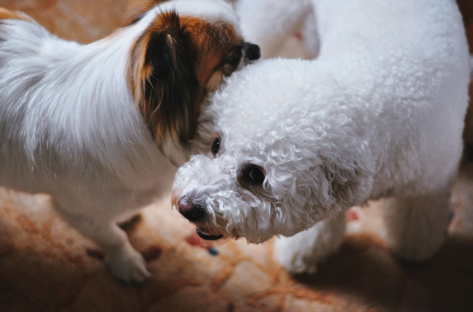 Nikon D5000 sample photo. Animals, dogs, domesticated photography