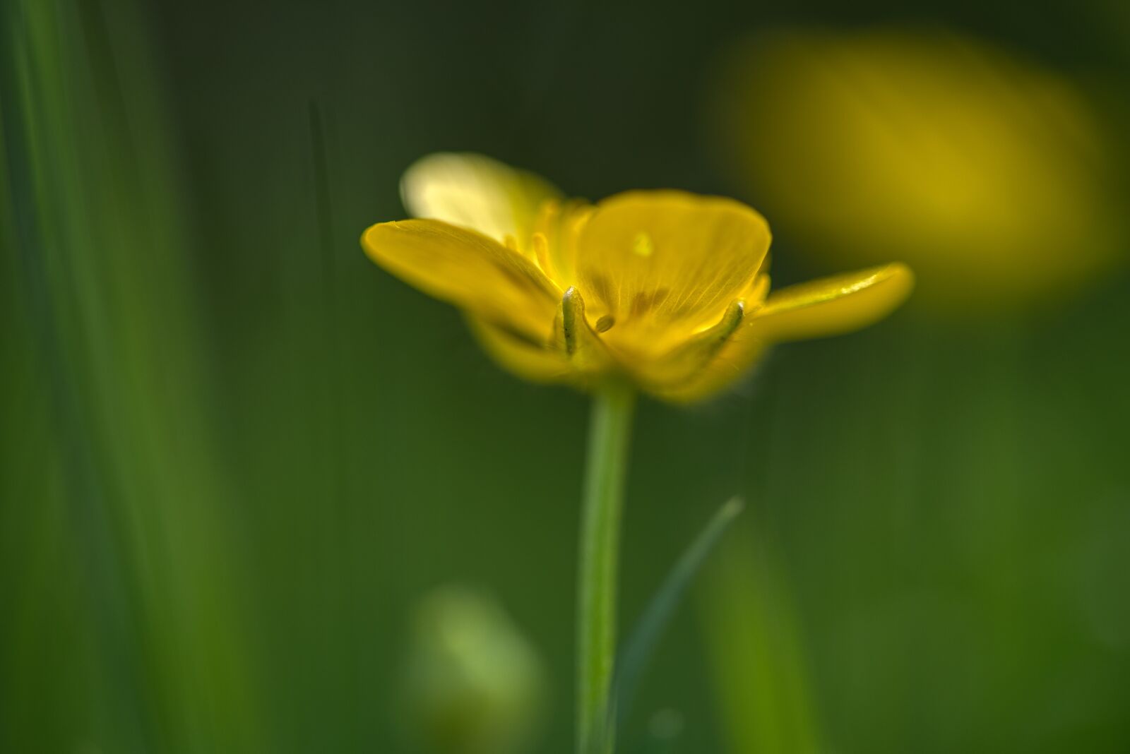 Nikon D750 sample photo. Buttercup, yellow, blossom photography