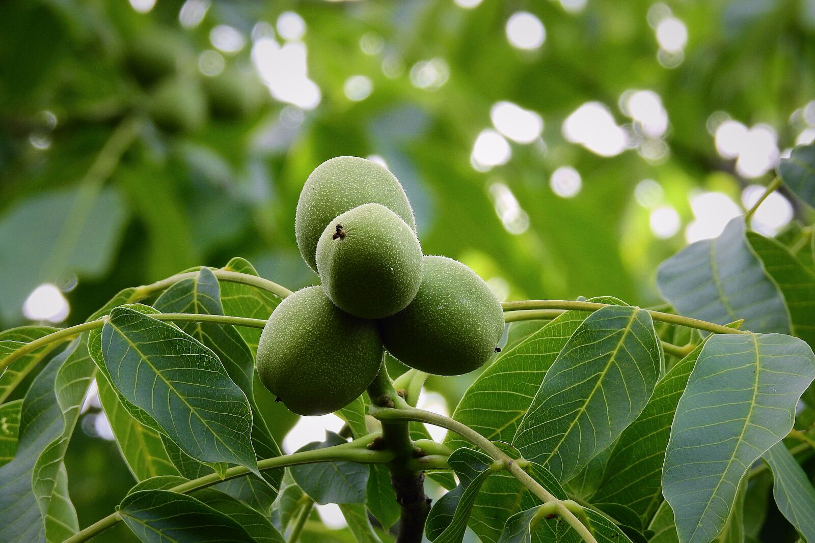 Nikon Coolpix P900 sample photo. Walnut, tree, green photography