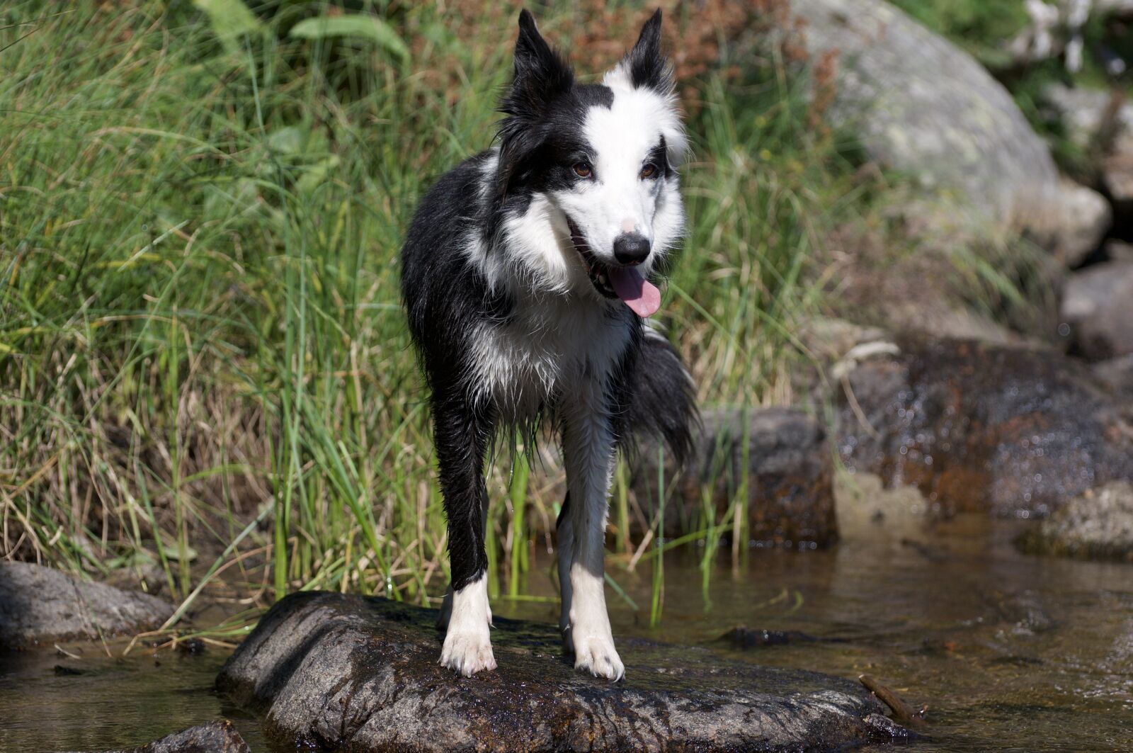 Nikon D300 sample photo. Border, dog, nature photography