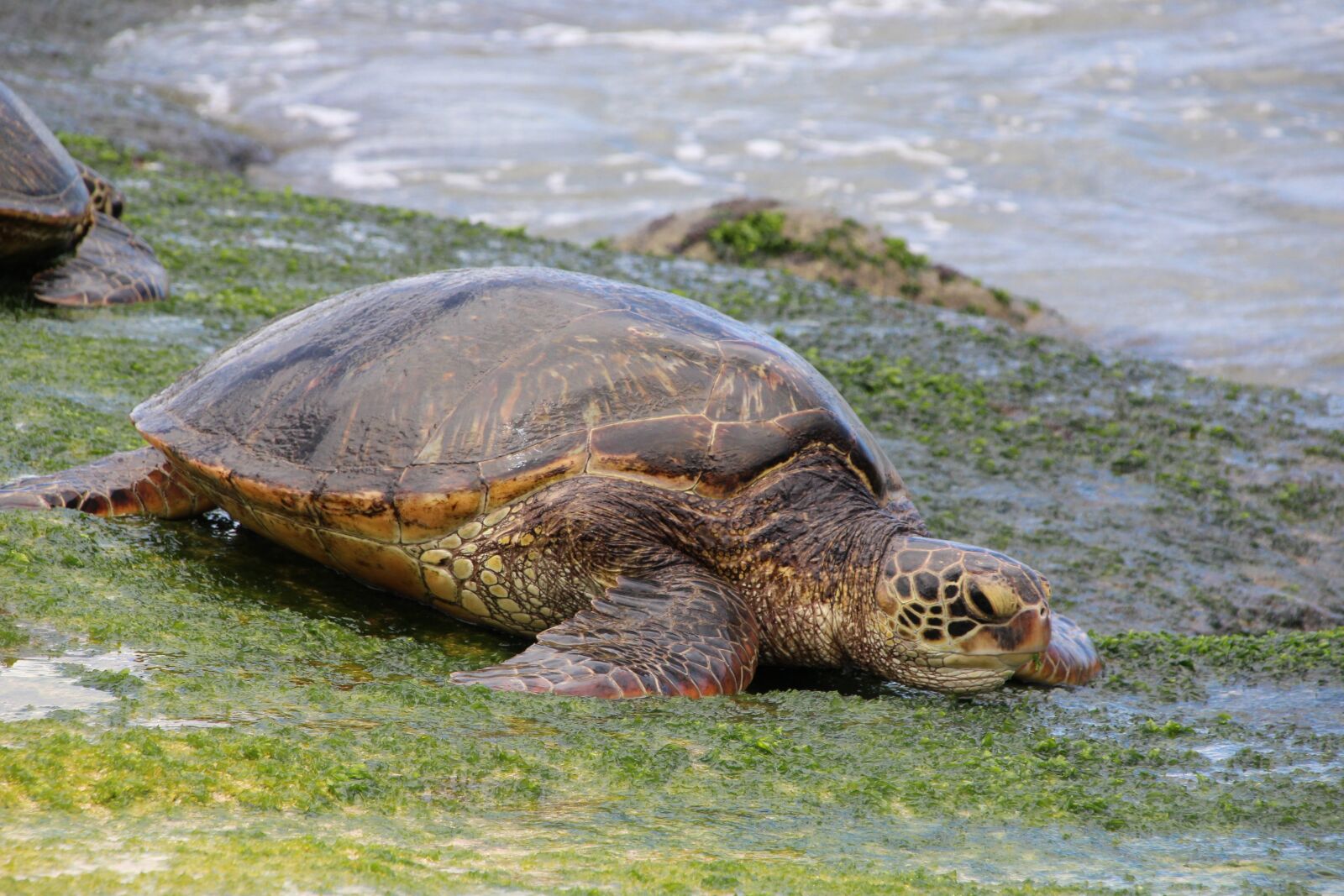 Canon EOS 1200D (EOS Rebel T5 / EOS Kiss X70 / EOS Hi) sample photo. Green sea turtle, hawaii photography