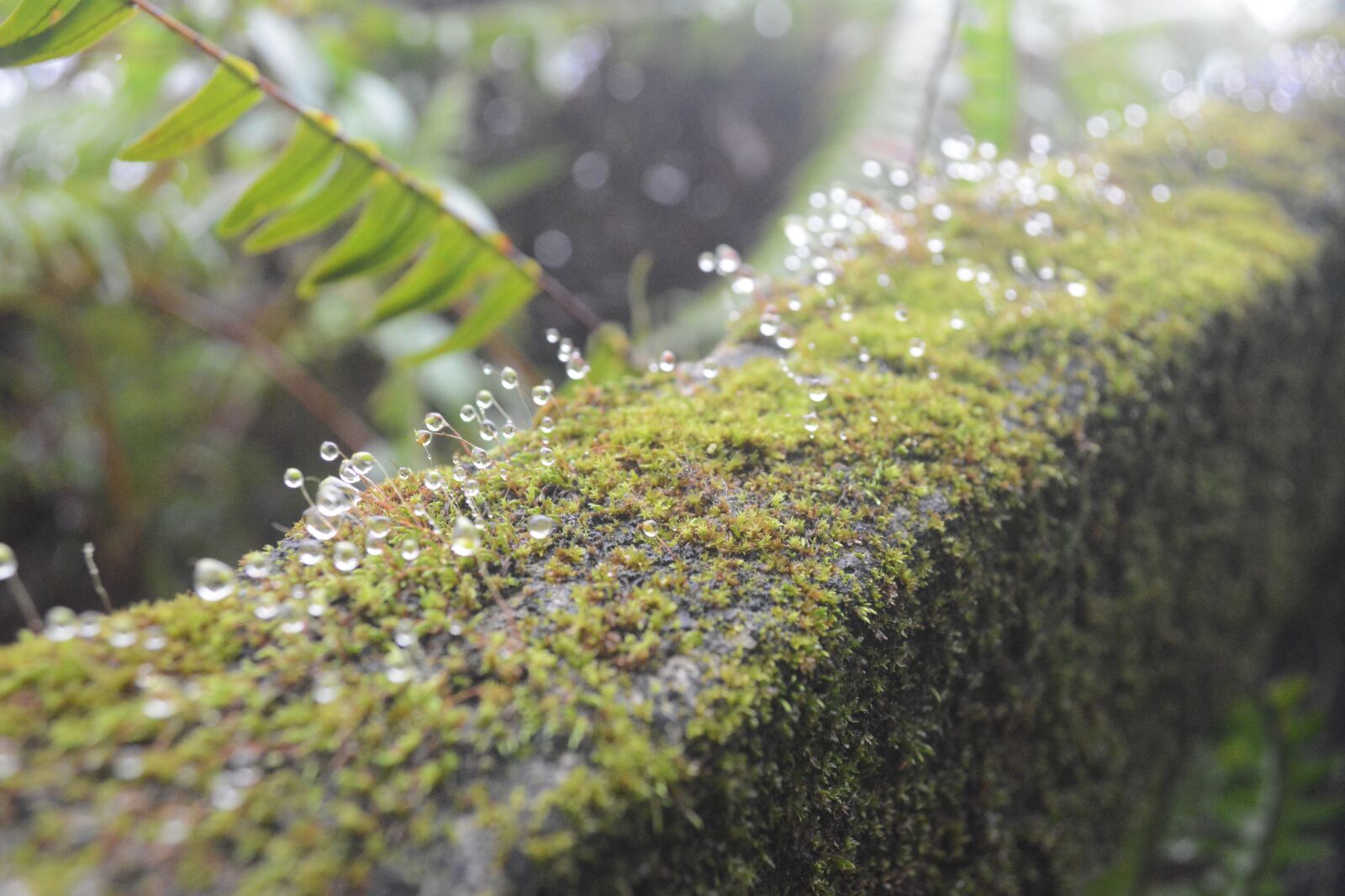 Nikon D5200 sample photo. Nature, morning, water photography