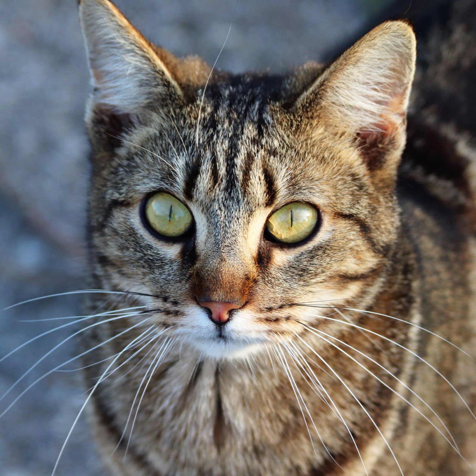 Canon EOS 200D (EOS Rebel SL2 / EOS Kiss X9) sample photo. Tiger cat, pet, head photography