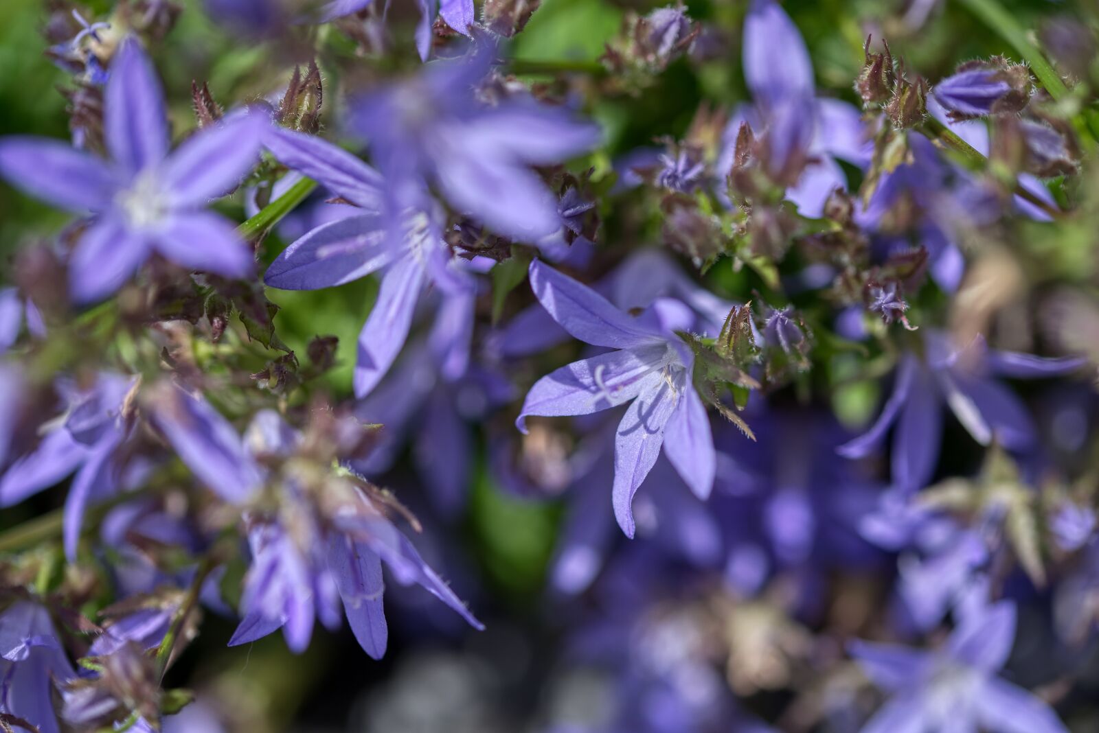 Nikon D750 sample photo. Campanula poscharskyana, behind bell photography