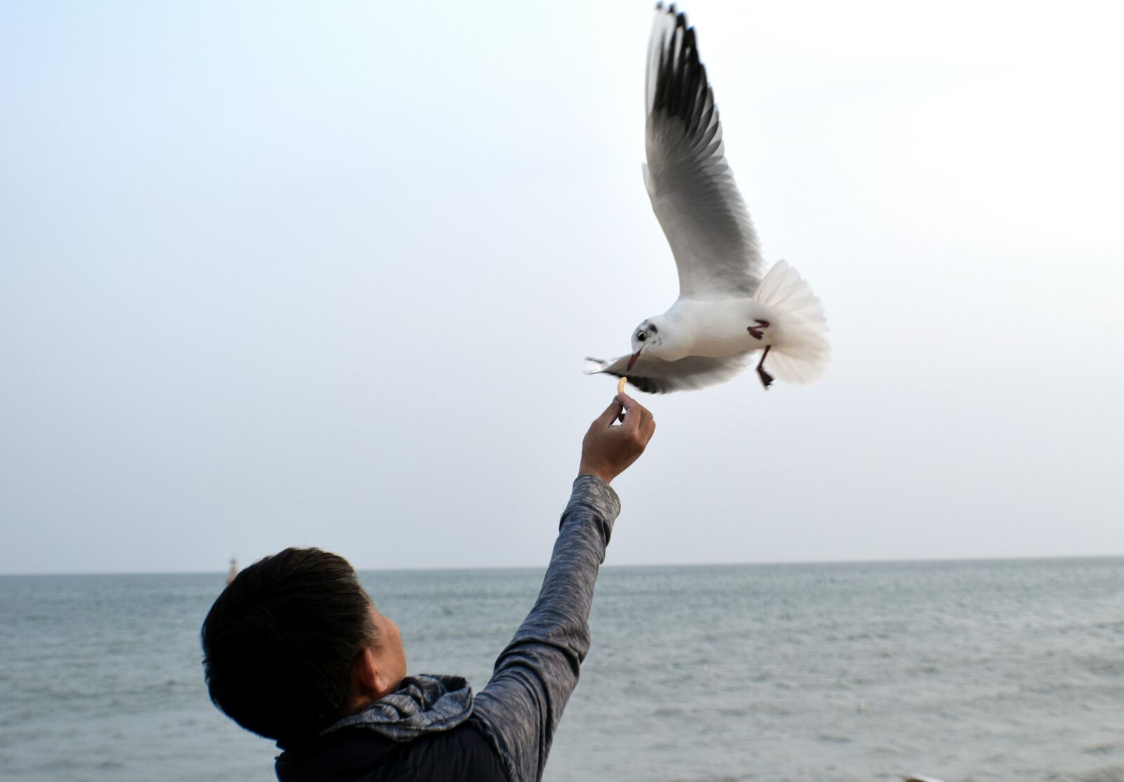 Nikon D3300 sample photo. Animal, beach, bird, busan photography