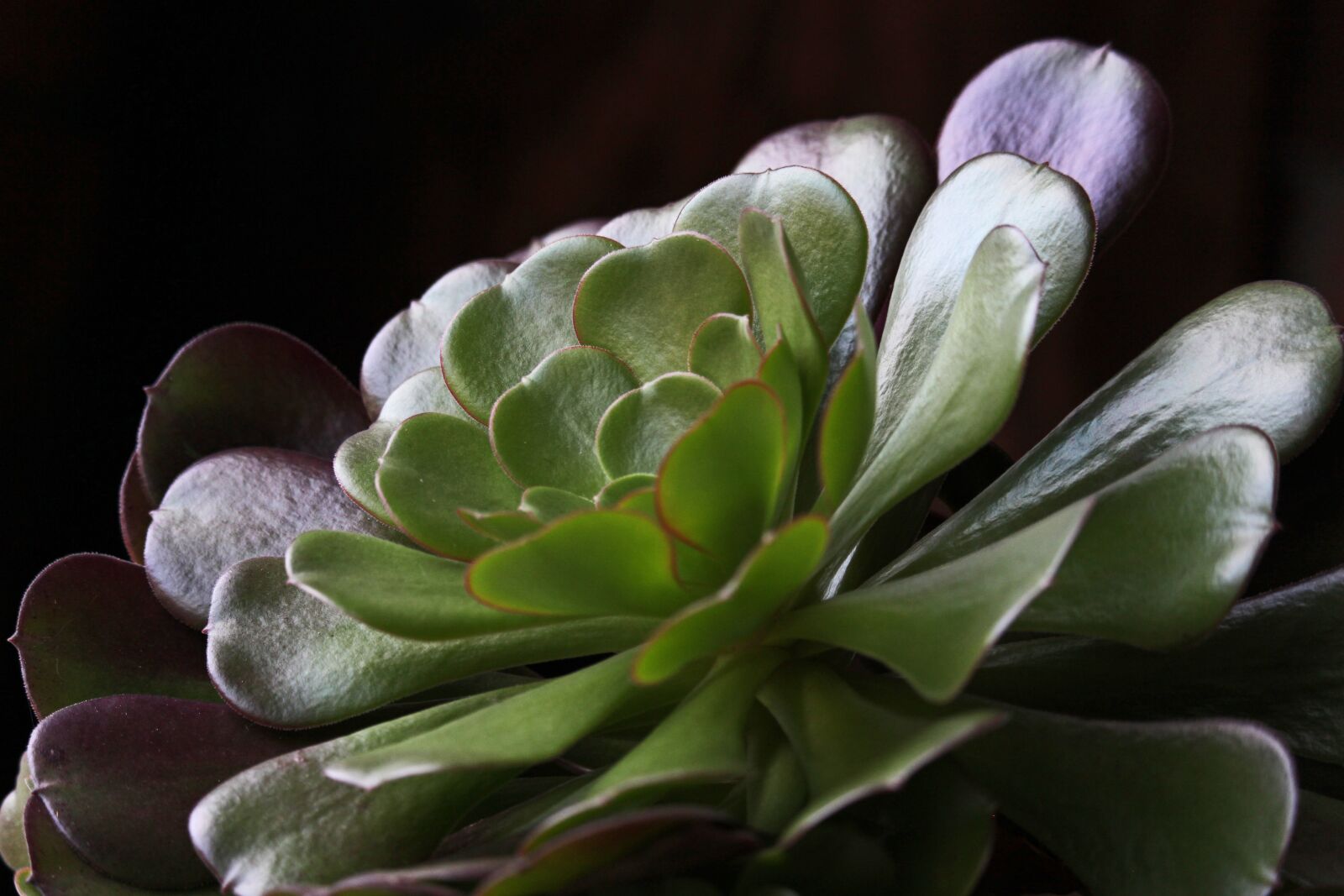 Canon EOS 700D (EOS Rebel T5i / EOS Kiss X7i) sample photo. Rosette wax flower, mediterranean photography
