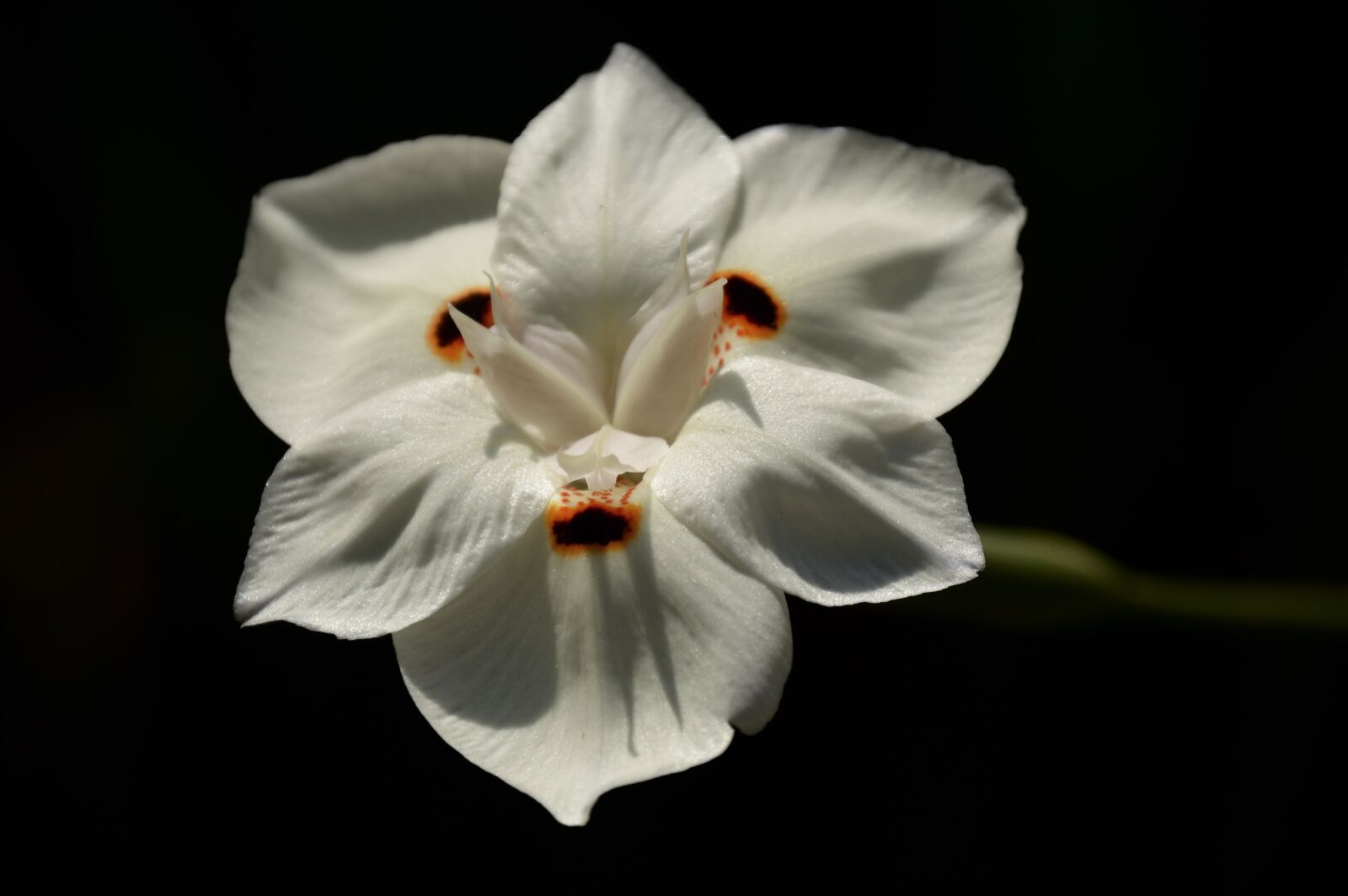 Nikon D3200 sample photo. Outdoors, botany, beautiful photography