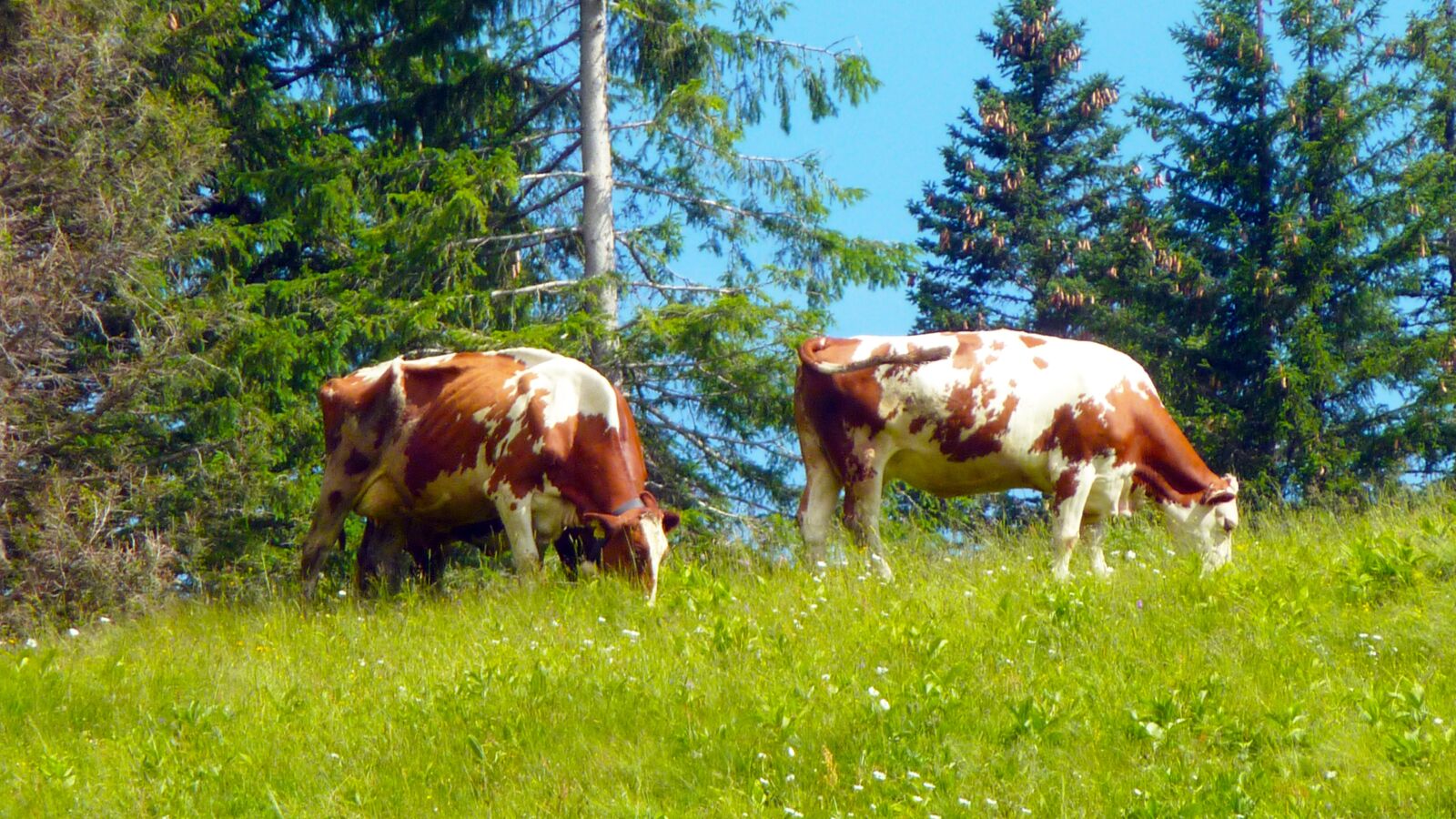 Panasonic DMC-TZ7 sample photo. Cows, pasture, alpine photography