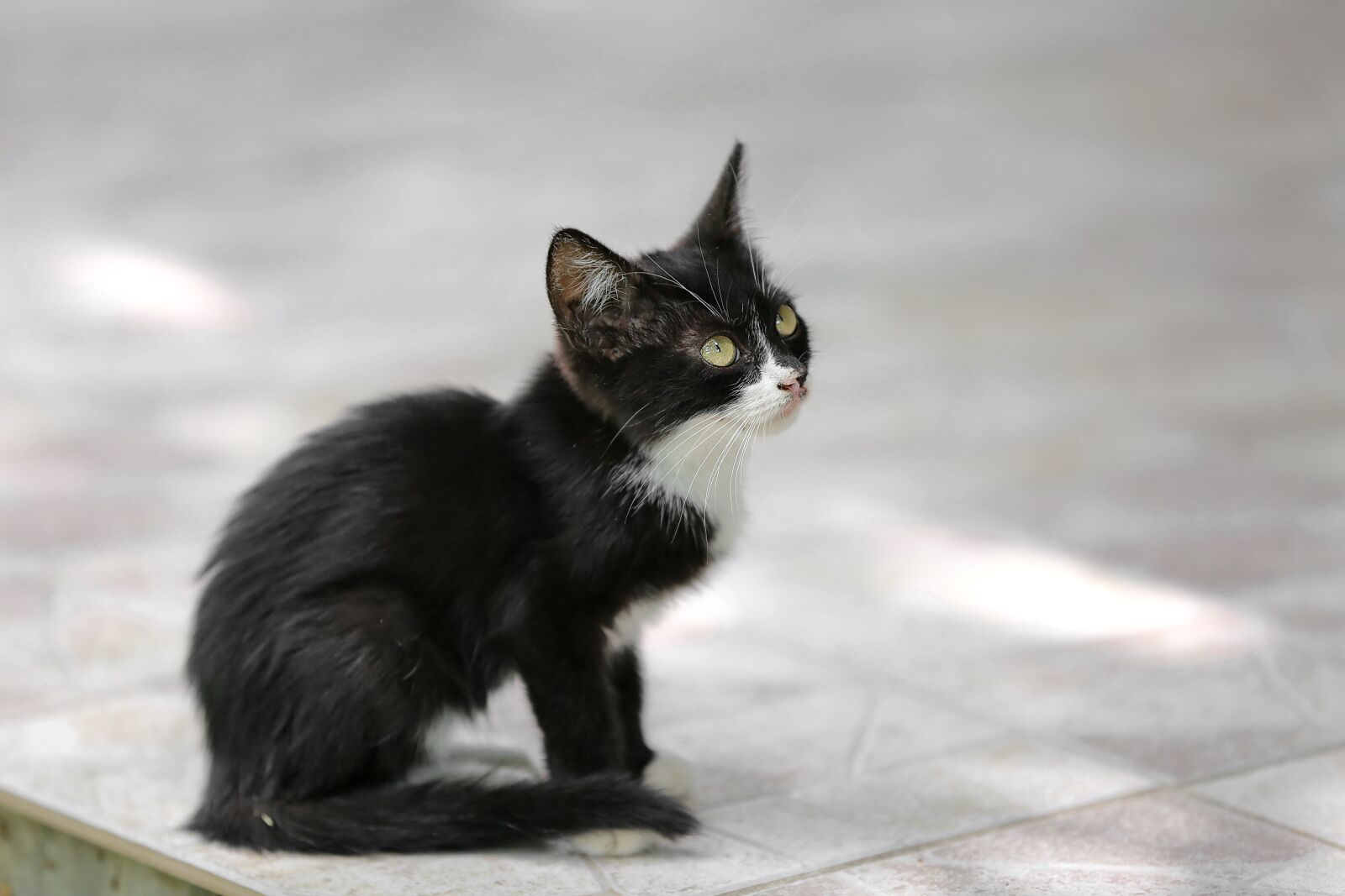 Canon EOS 5D Mark III + Canon EF 70-200mm F2.8L IS II USM sample photo. Black, kitten, side view photography