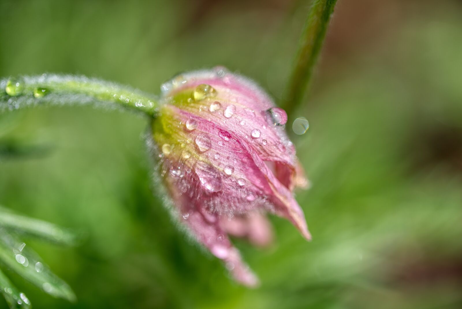 Nikon D750 sample photo. Blossom, bloom, wet photography
