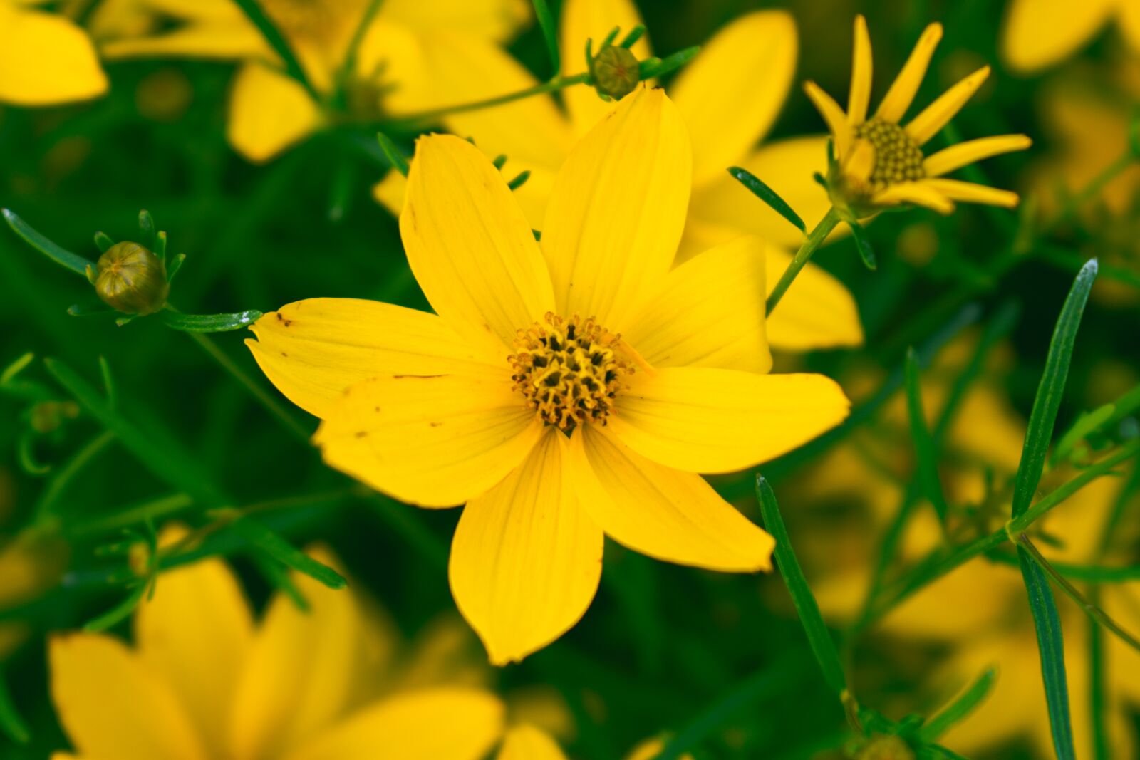 Nikon D5600 sample photo. Yellow flower, bloom petals photography