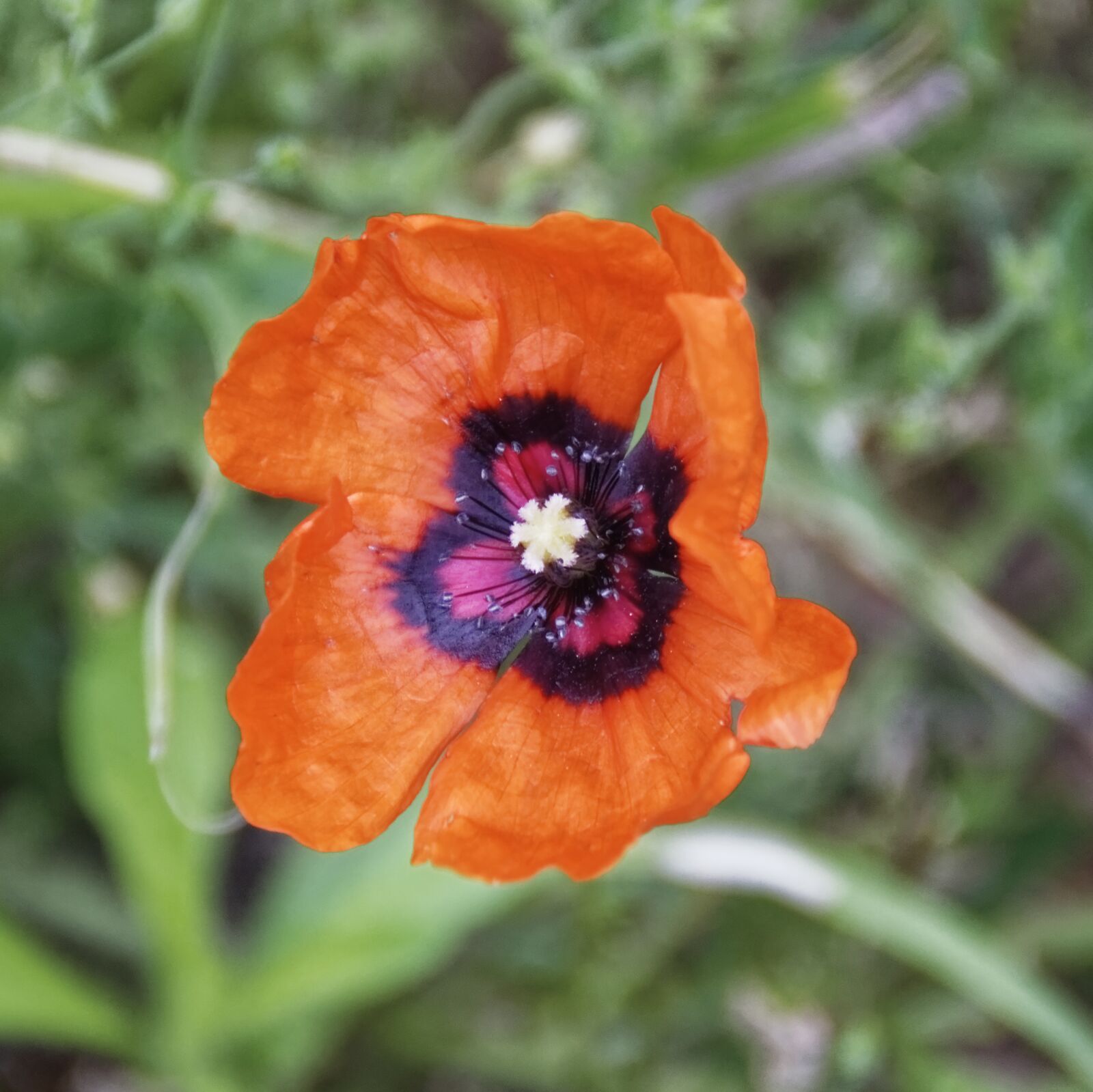 Nikon D500 sample photo. Flower, blossom, bloom photography