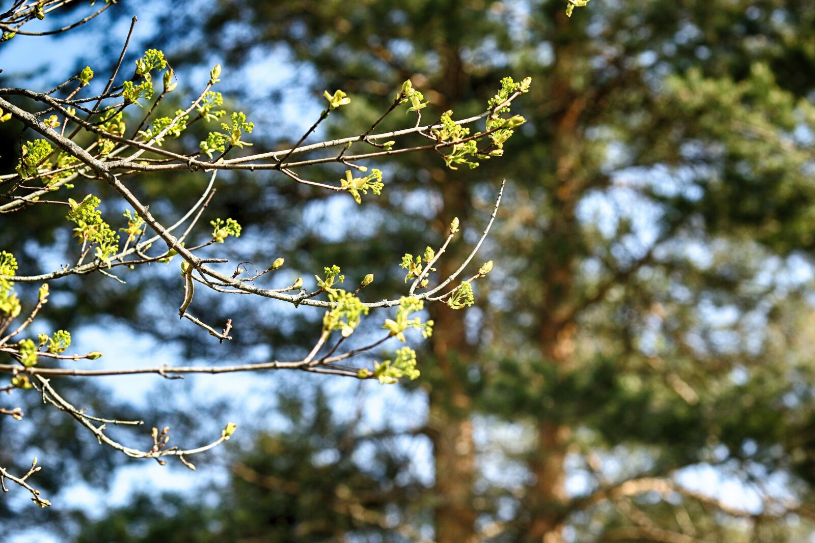 Canon EOS 7D Mark II + Canon EF 135mm F2L USM sample photo. Tree, nature, leaf photography