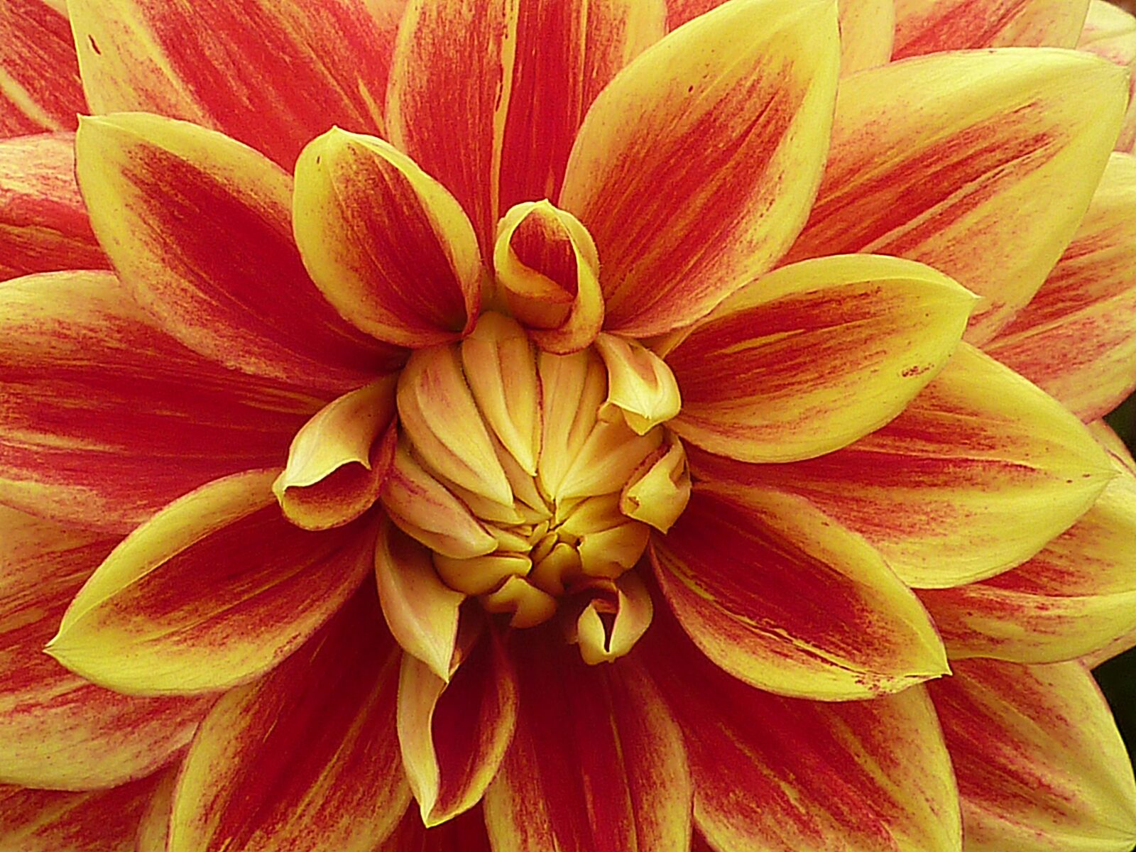 Panasonic Lumix DMC-ZS1 (Lumix DMC-TZ6) sample photo. Flower, dahlia, summer photography